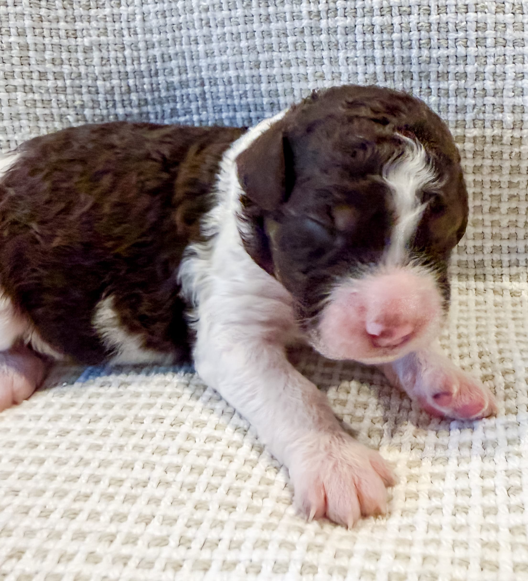 Cowboy – Miniature Aussiedoodle puppy for sale in Tulsa, OK