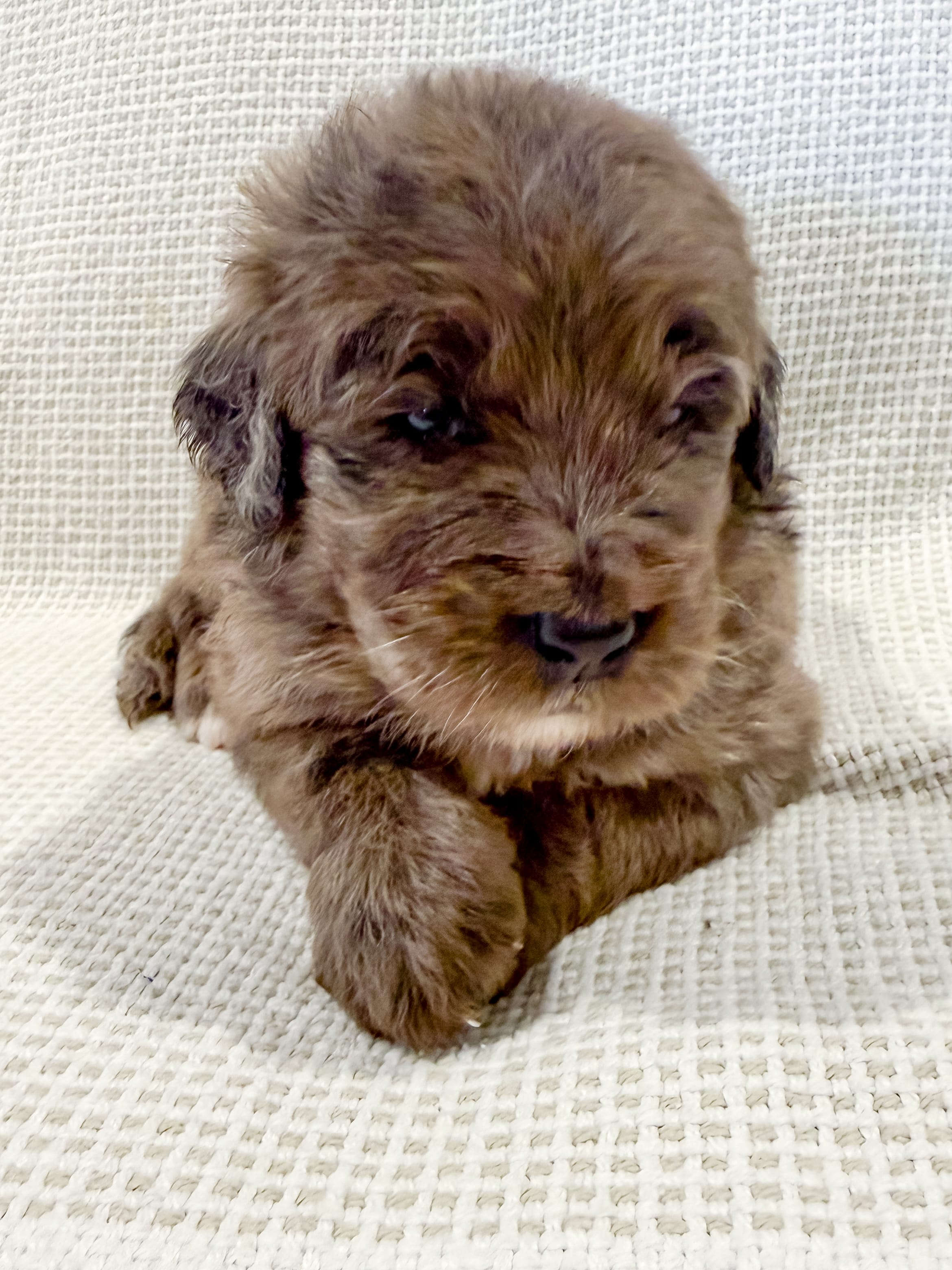 Toby  – Bernedoodle puppy for sale in Tulsa, OK