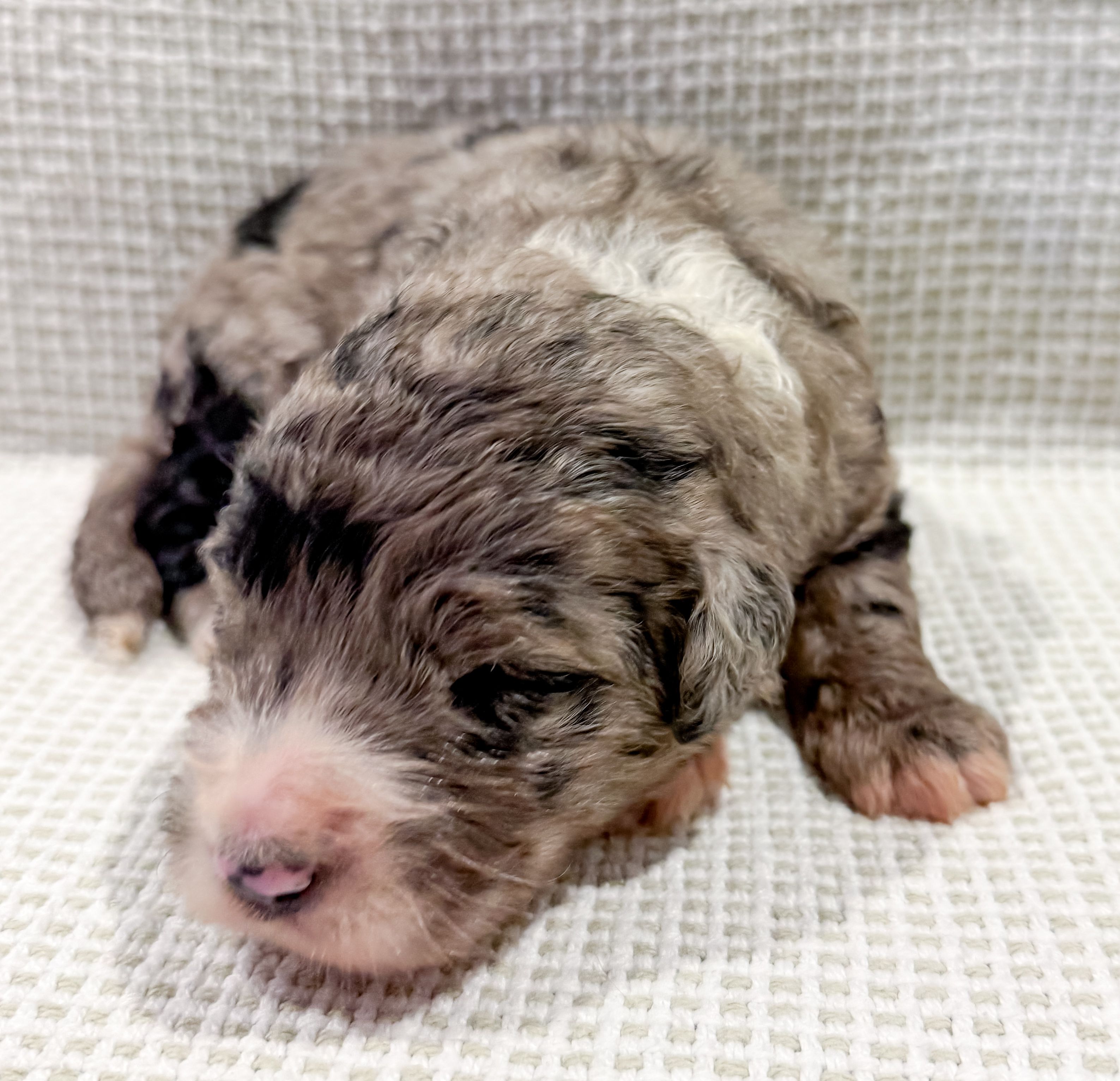 Atlas – Bernedoodle puppy for sale in Tulsa, OK