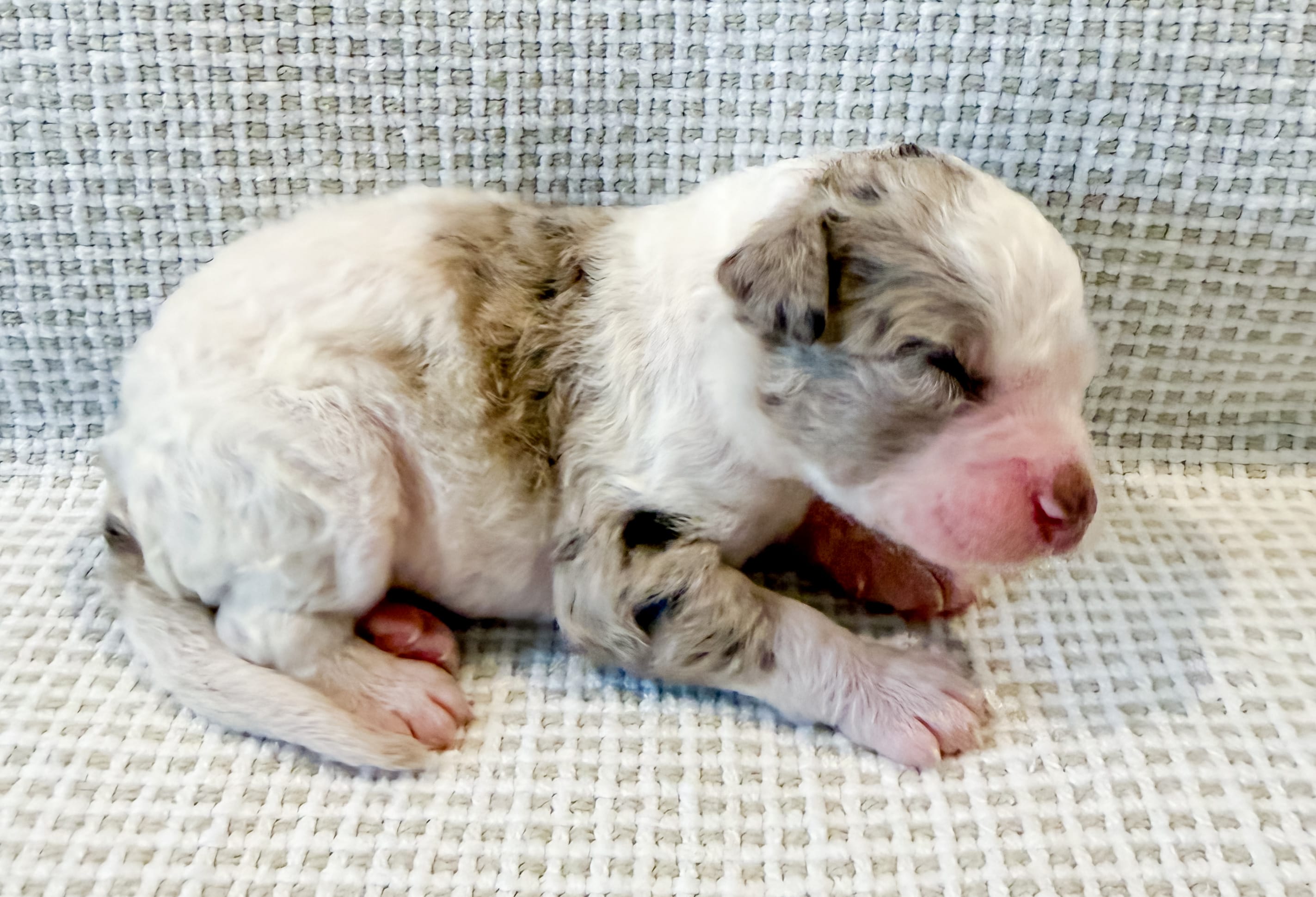 Marshall – Miniature Aussiedoodle puppy for sale in Tulsa, OK