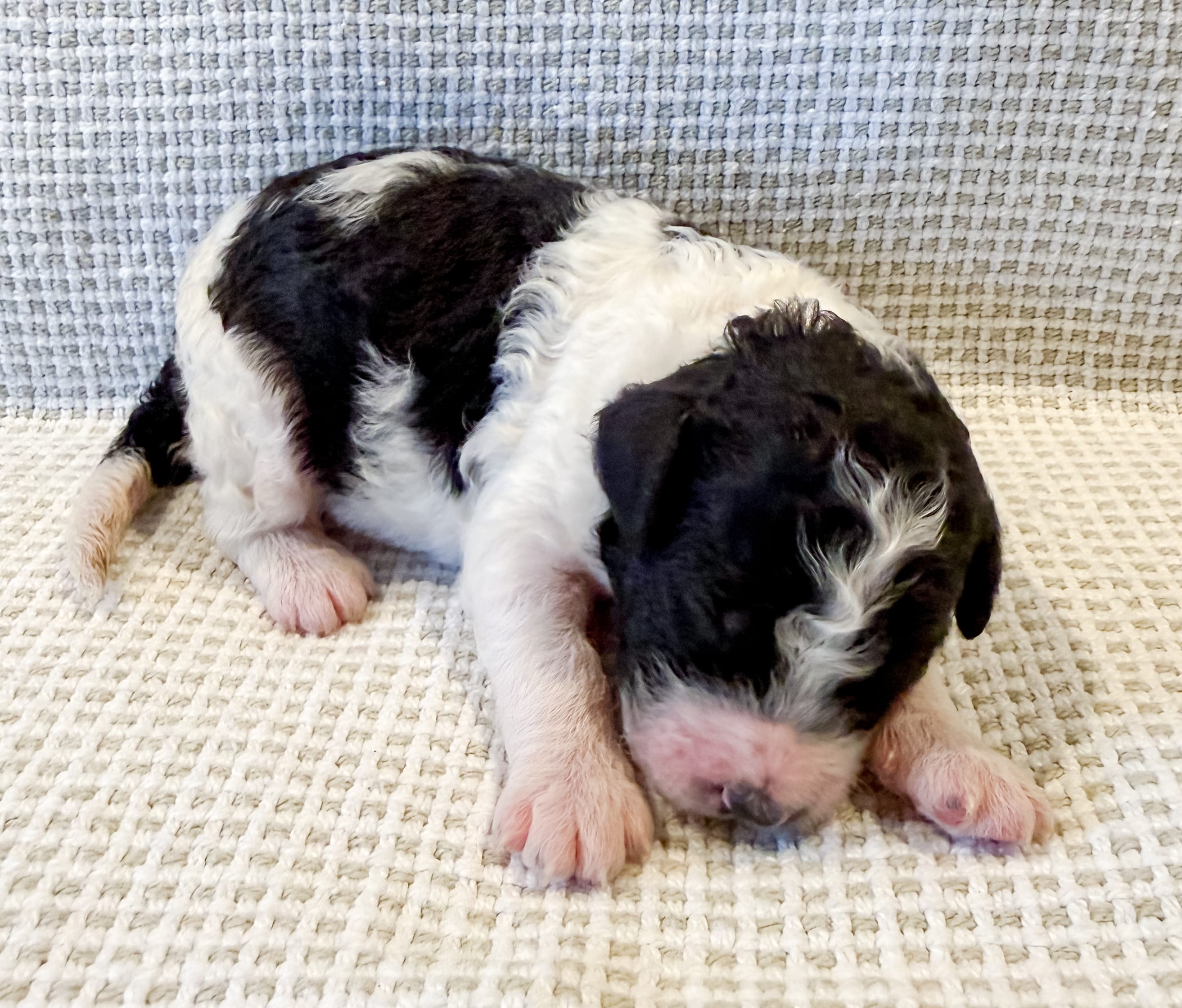 Penelope – Miniature Aussiedoodle puppy for sale in Tulsa, OK