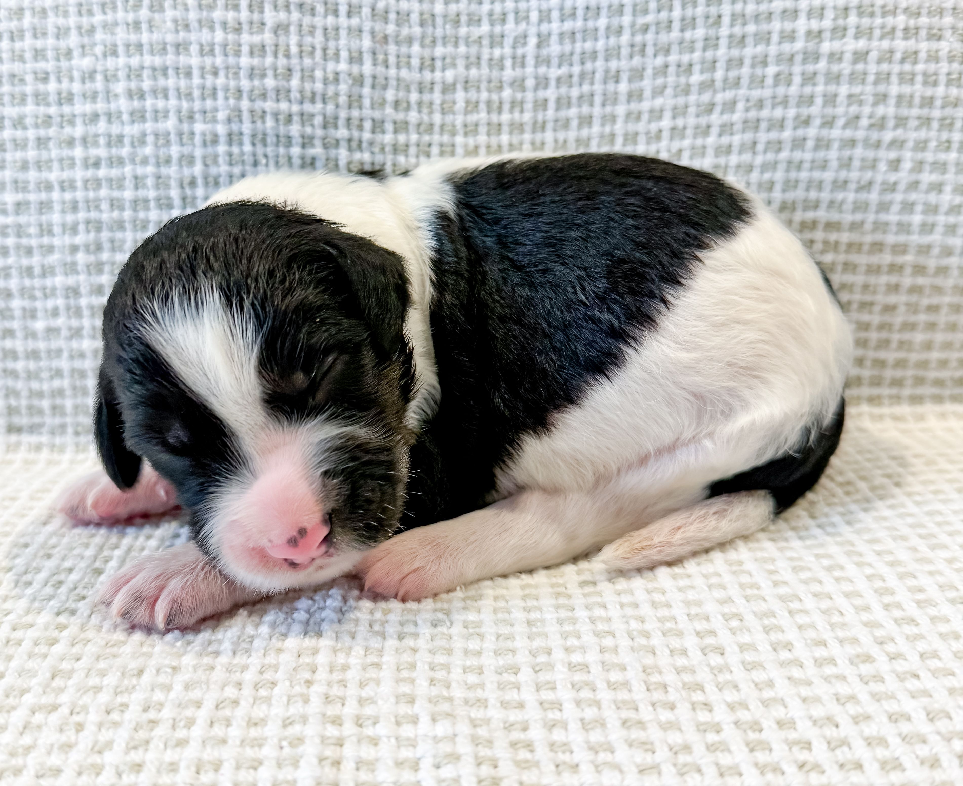 Po, a male Miniature Aussiedoodle for sale in Tulsa, OK – Photo 2 of 9