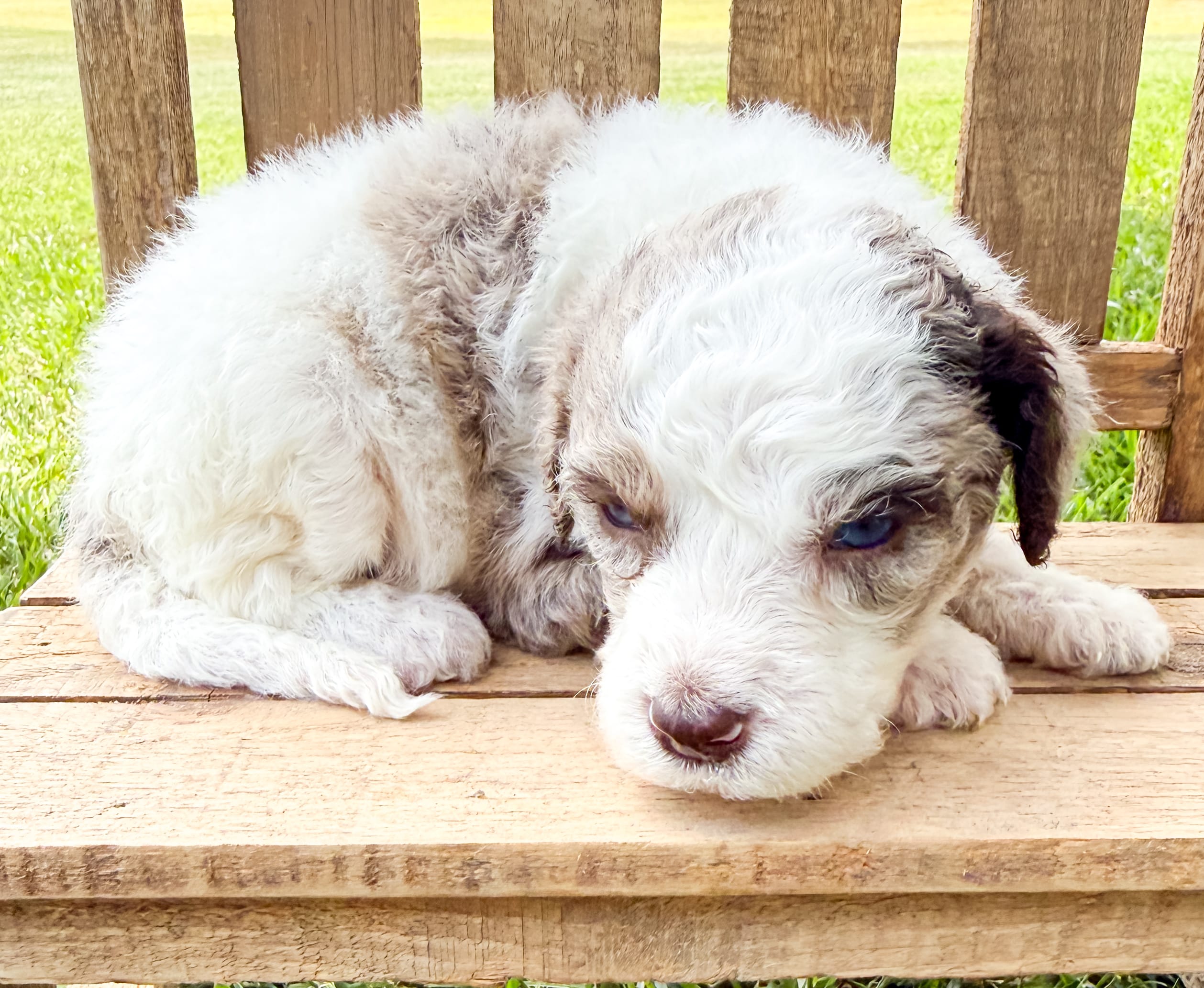 Marshall – Miniature Aussiedoodle puppy for sale in Tulsa, OK