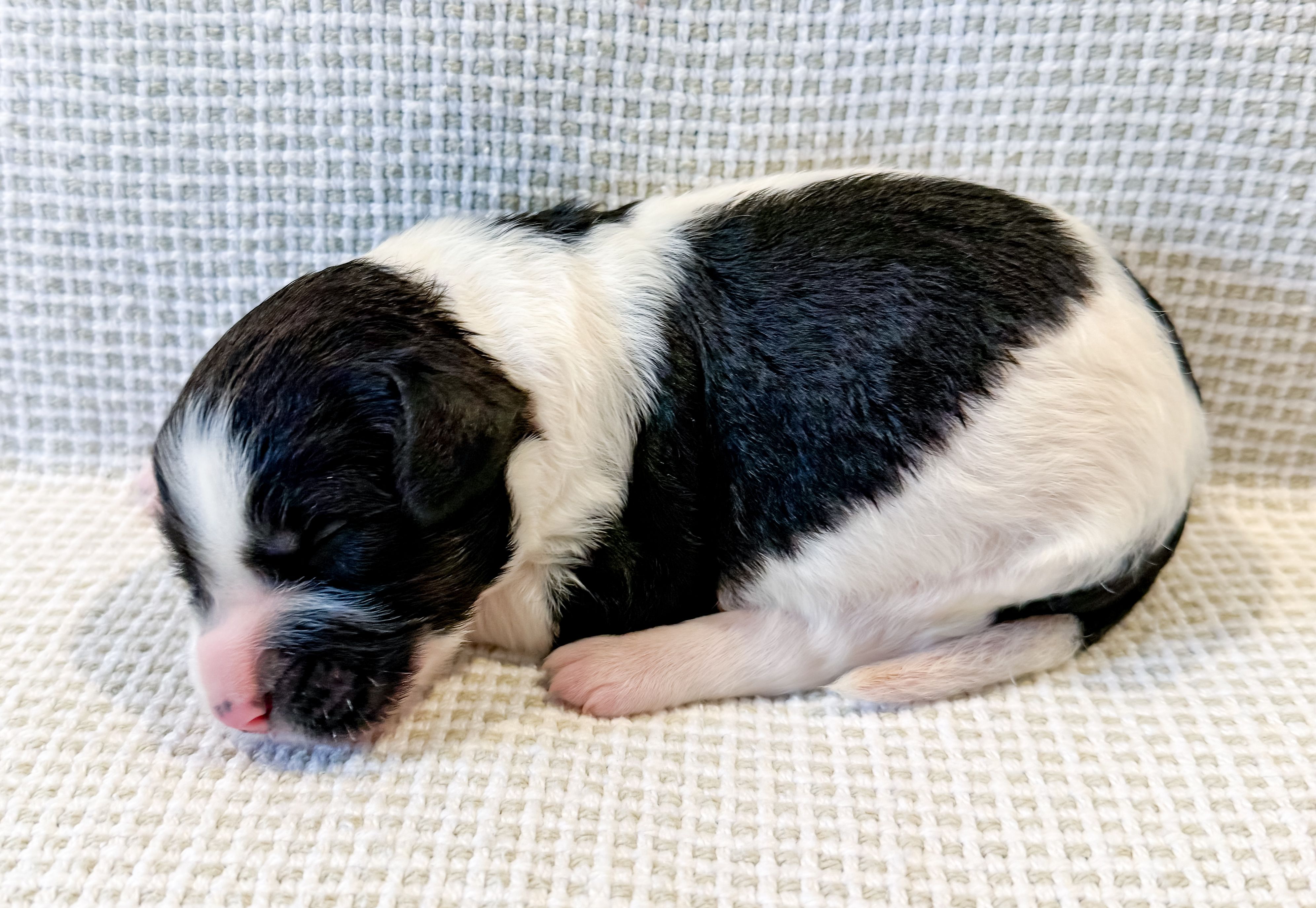 Po, a male Miniature Aussiedoodle for sale in Tulsa, OK – Photo 4 of 9