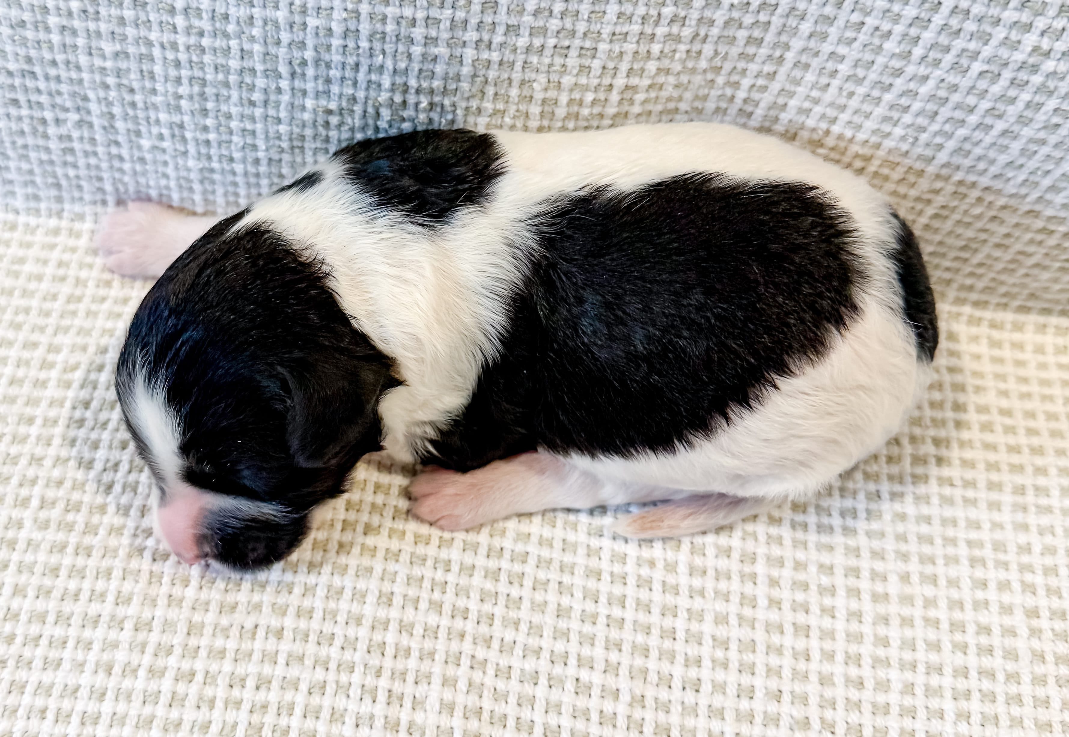 Po – Miniature Aussiedoodle puppy for sale in Tulsa, OK