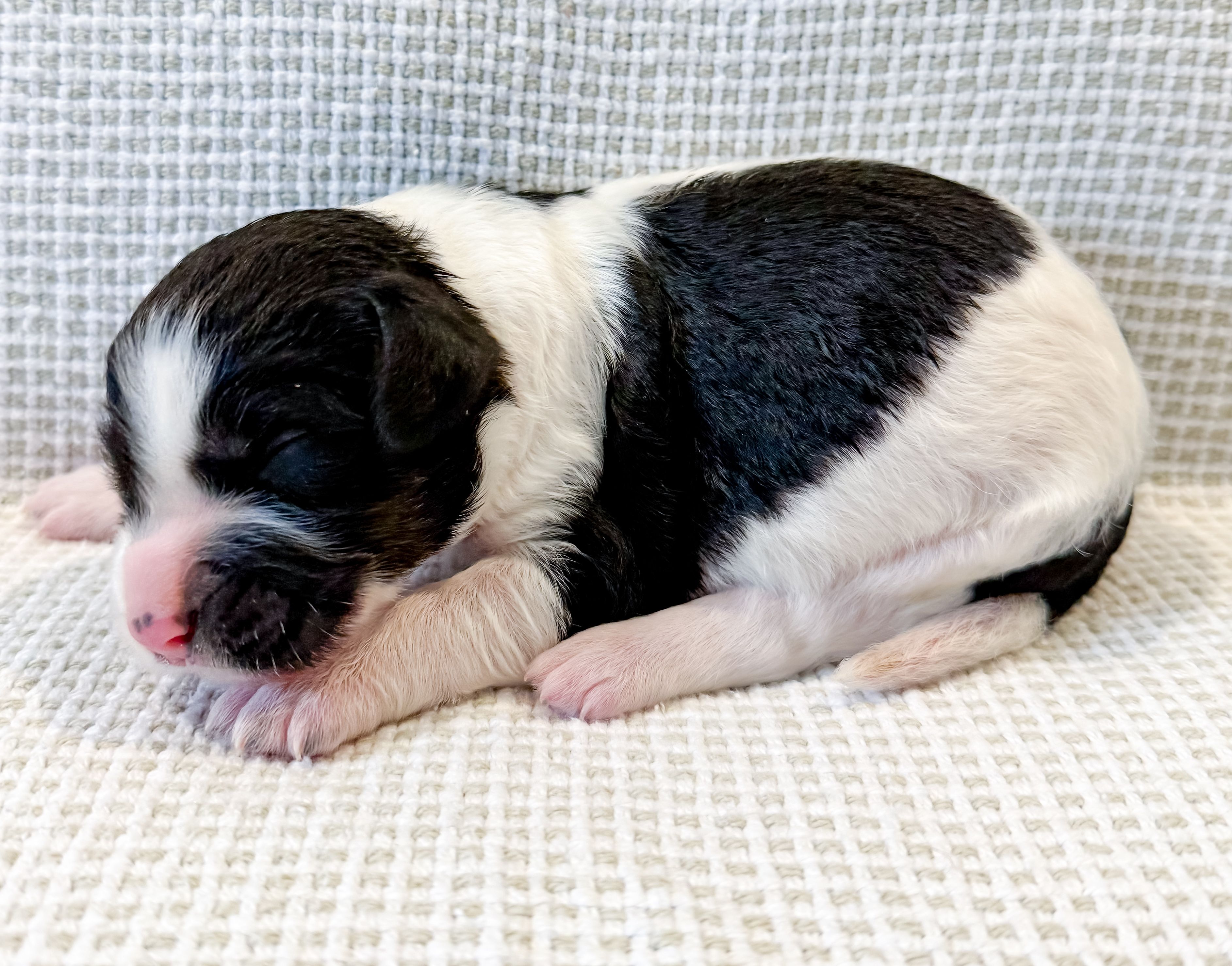 Po, a male Miniature Aussiedoodle for sale in Tulsa, OK – Photo 3 of 9