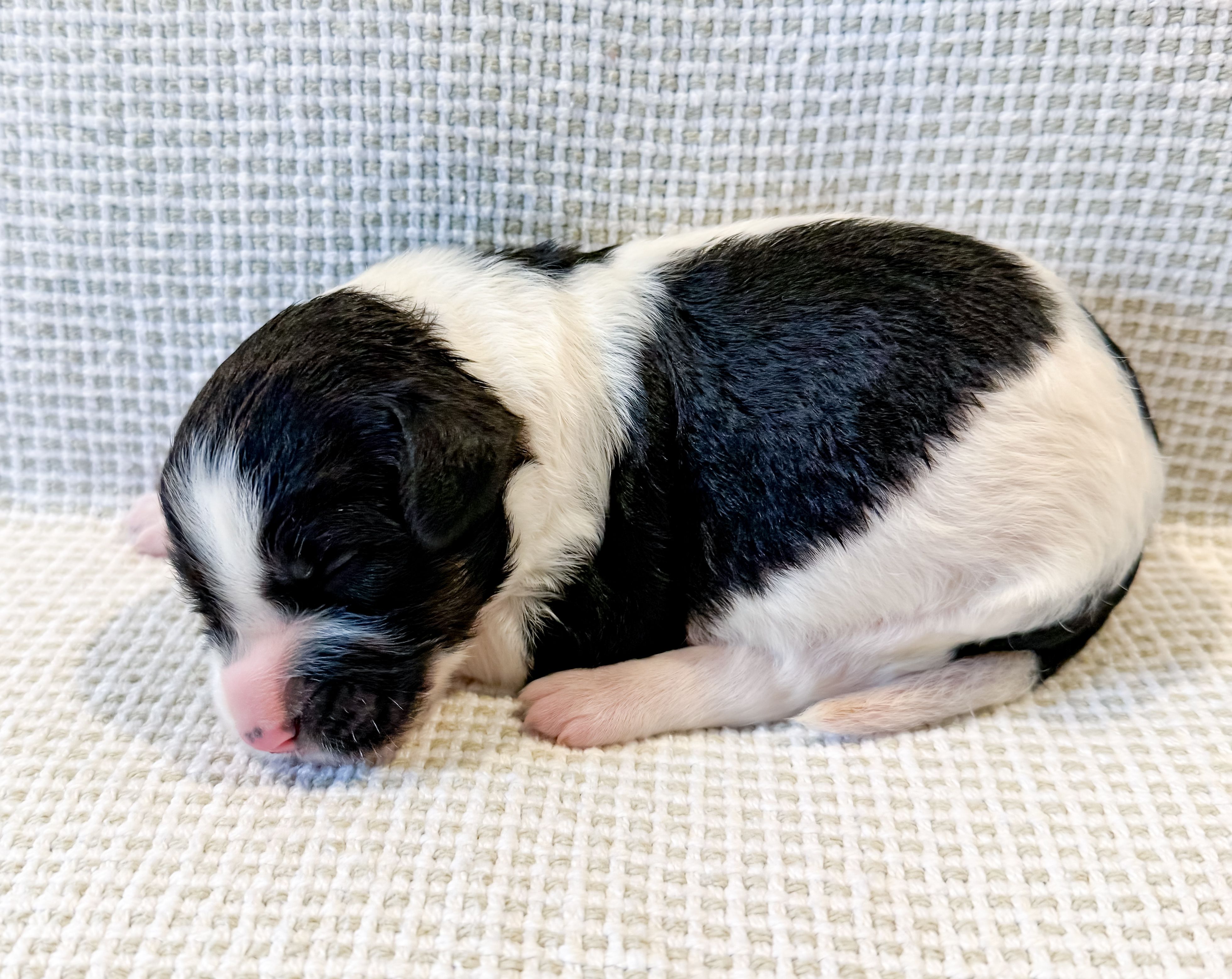 Po, a male Miniature Aussiedoodle for sale in Tulsa, OK – Photo 8 of 9