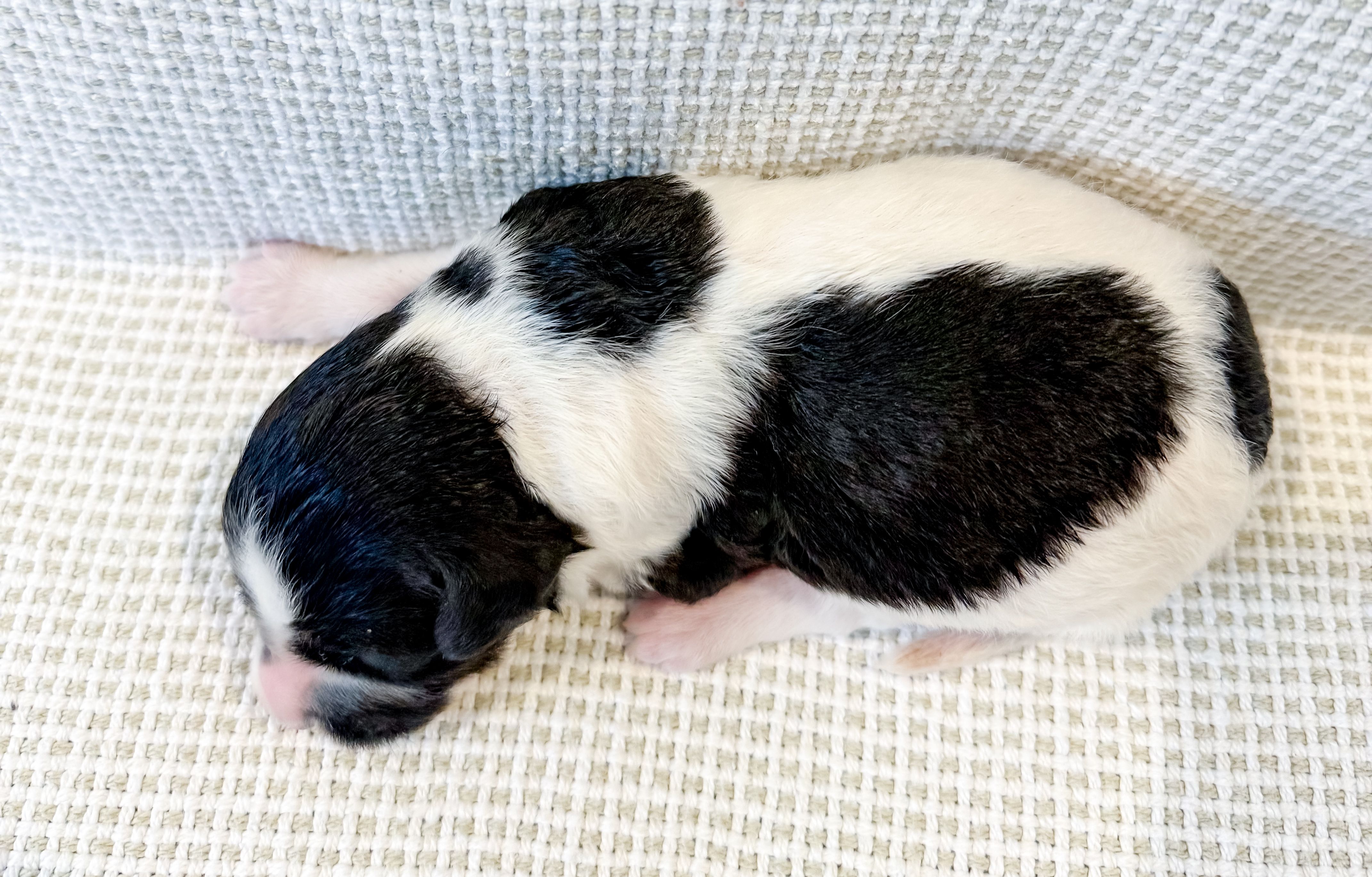 Po, a male Miniature Aussiedoodle for sale in Tulsa, OK – Photo 9 of 9