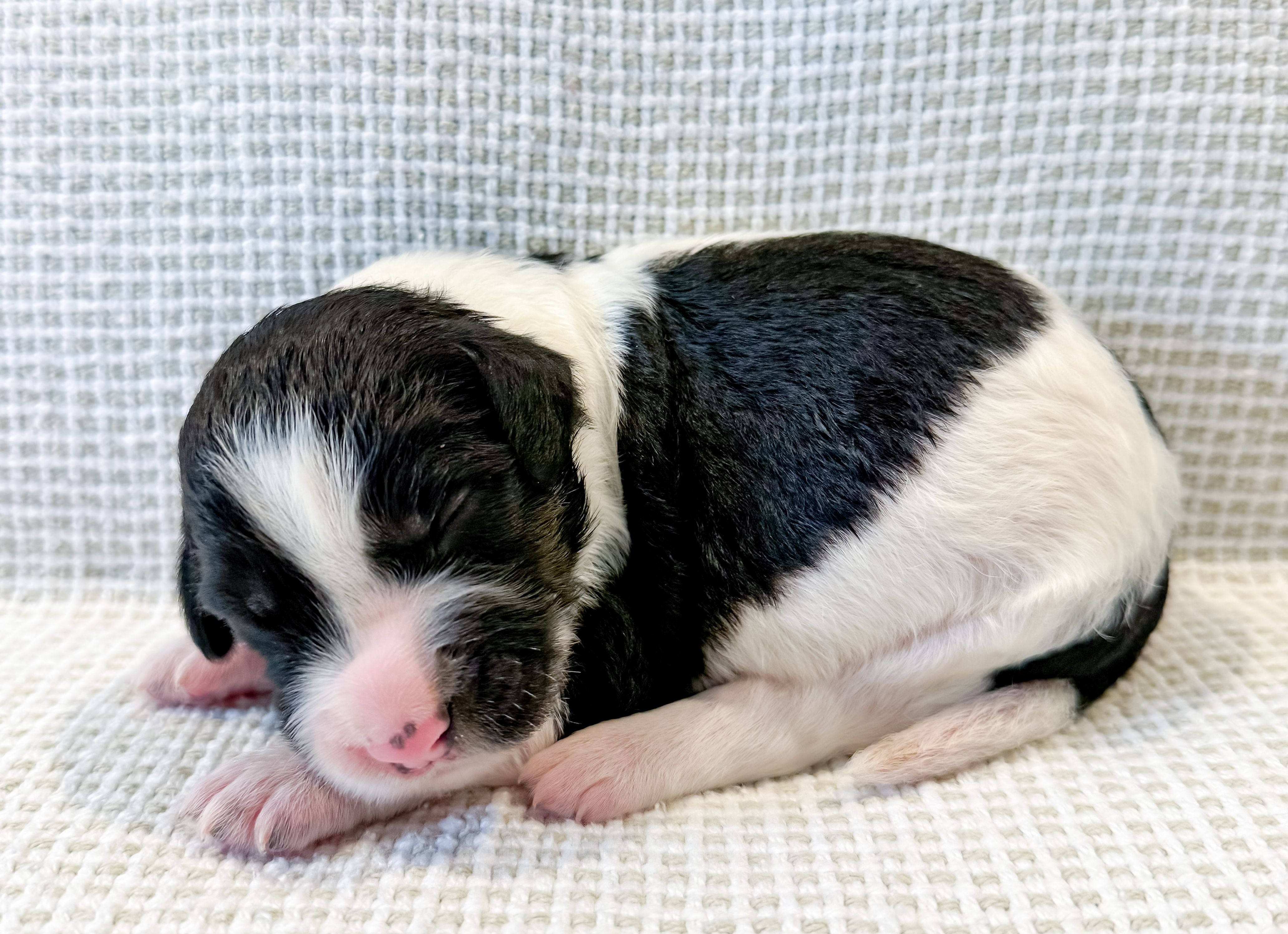 Po, a male Miniature Aussiedoodle for sale in Tulsa, OK – Photo 7 of 9