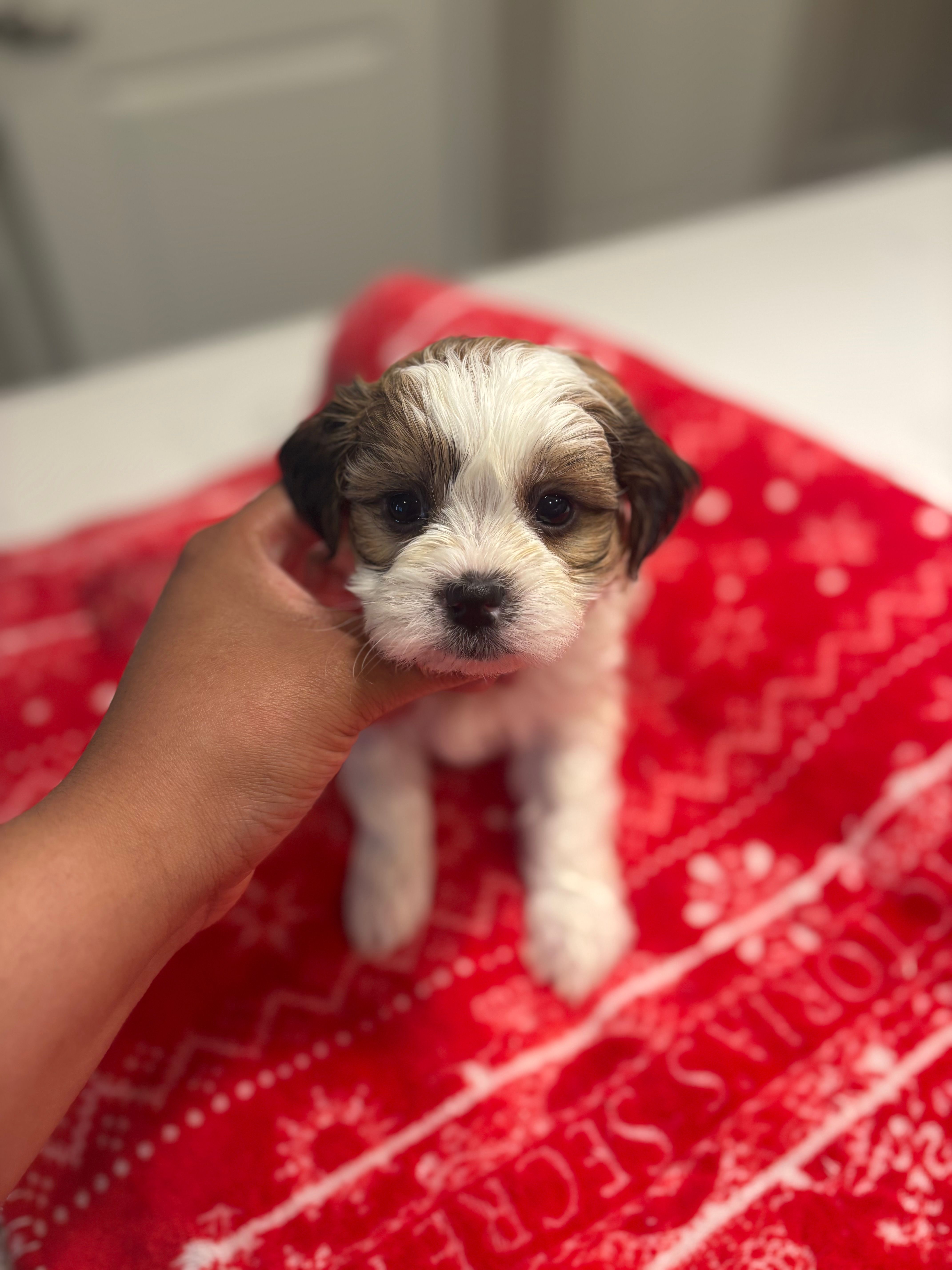 Jr  – Shih Tzu puppy for sale in Sacramento, CA