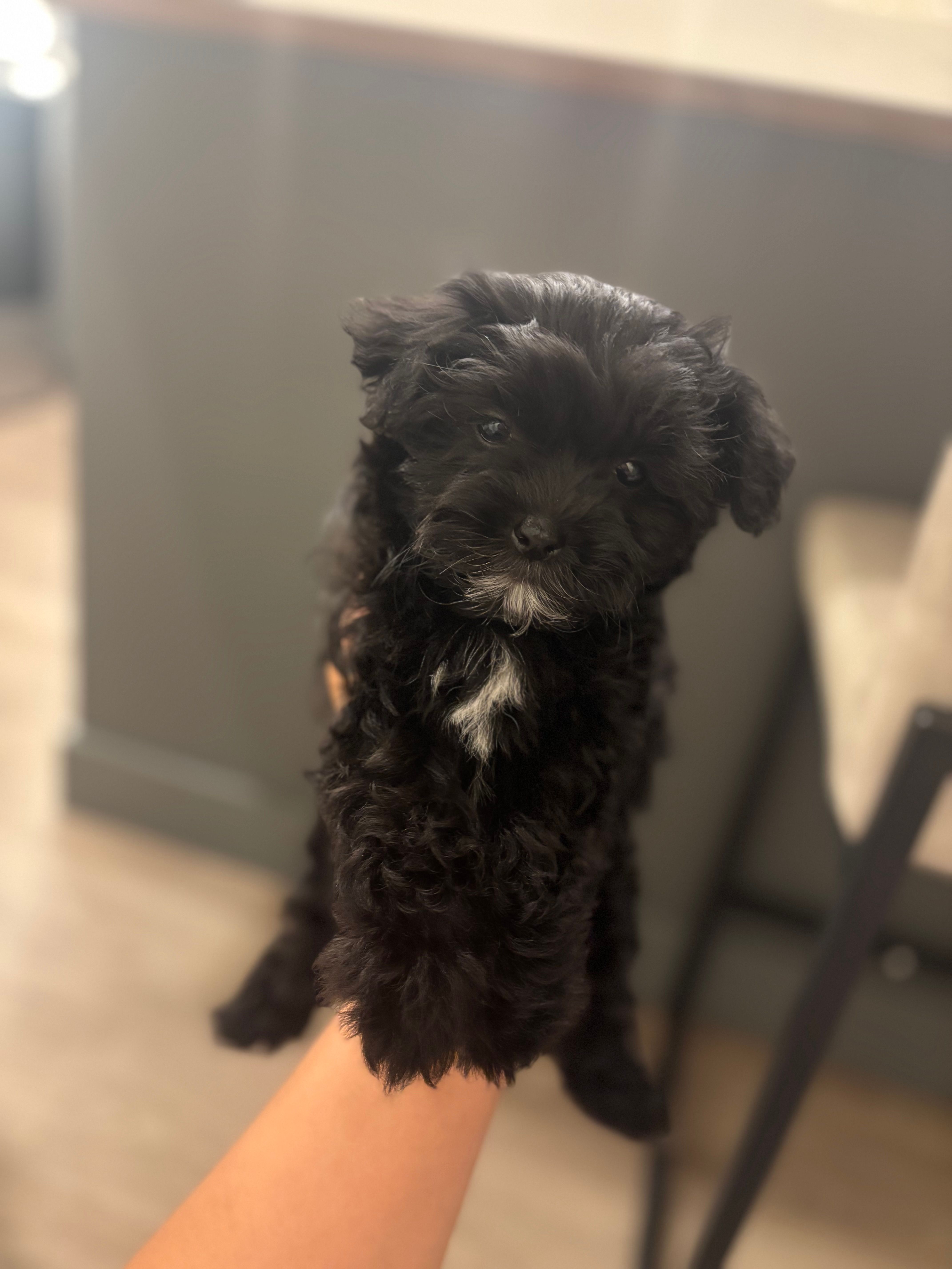 Daisy  – Maltipoo puppy for sale in Sacramento, CA