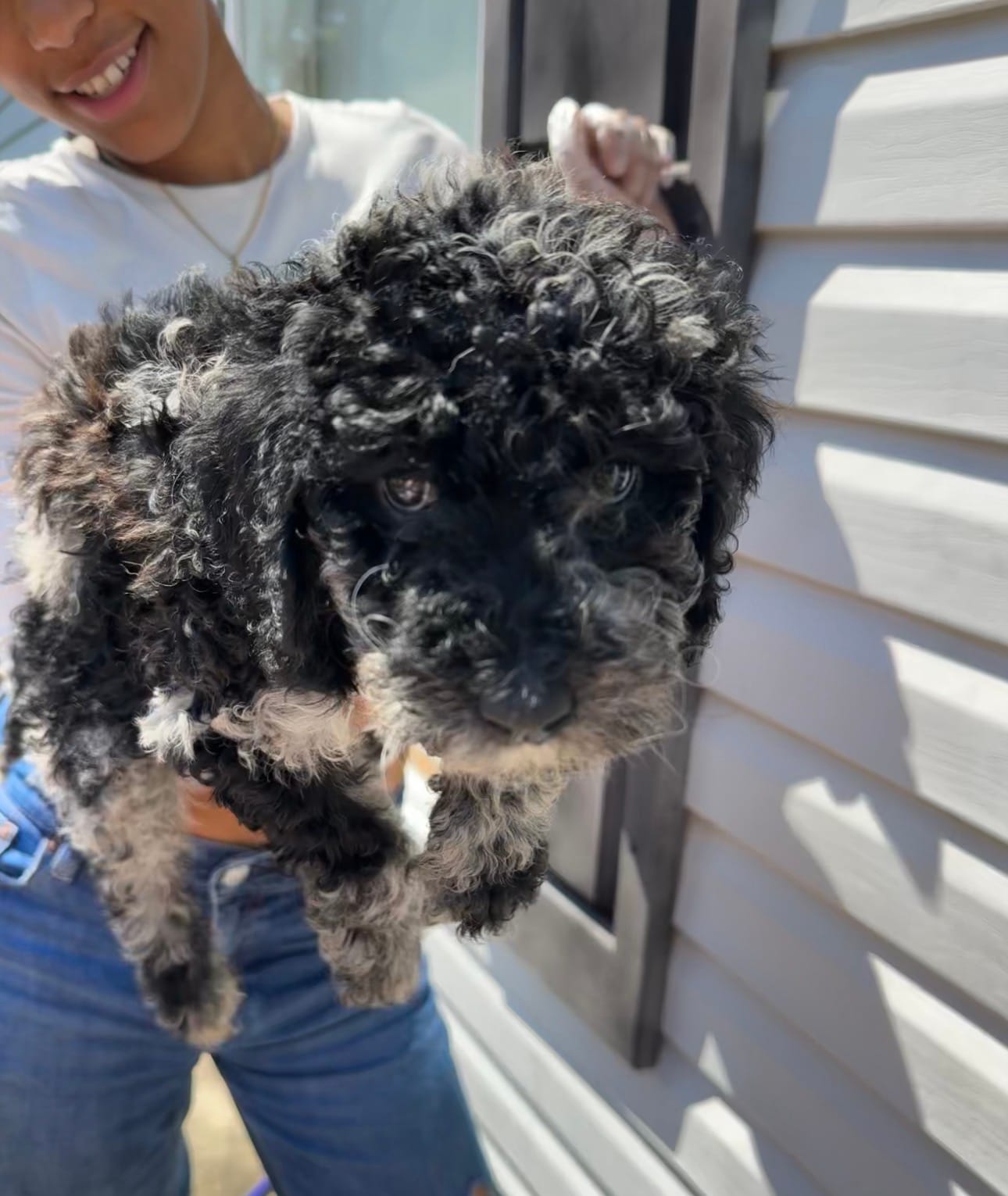 Echo – Goldendoodle puppy for sale in Granite Falls, NC