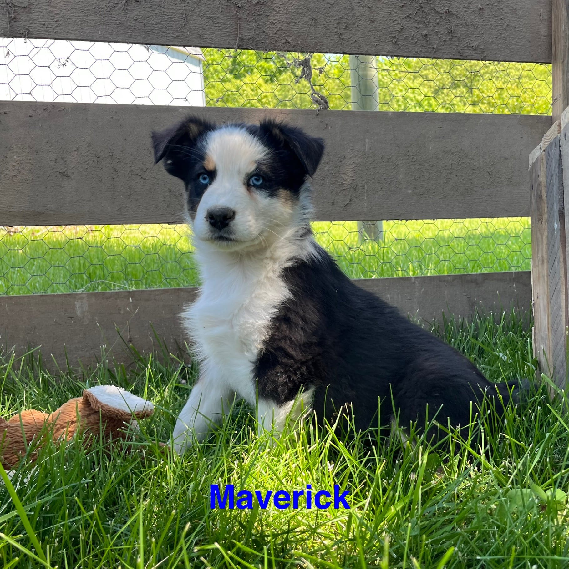 Maverick – Australian Shepherd puppy for sale in Higbee, MO