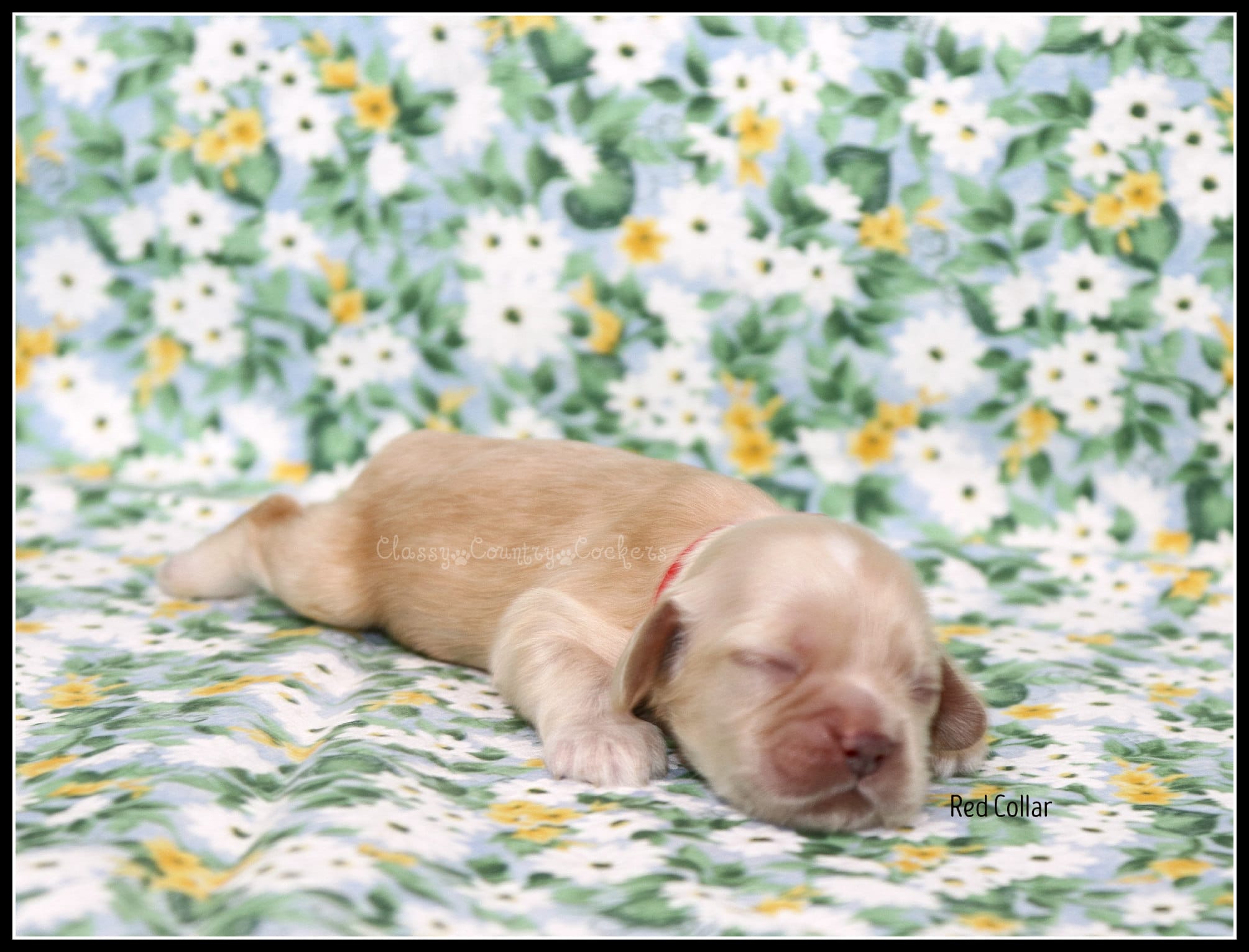 Thunder Red Collar  – Cocker Spaniel puppy for sale in Altona, IL