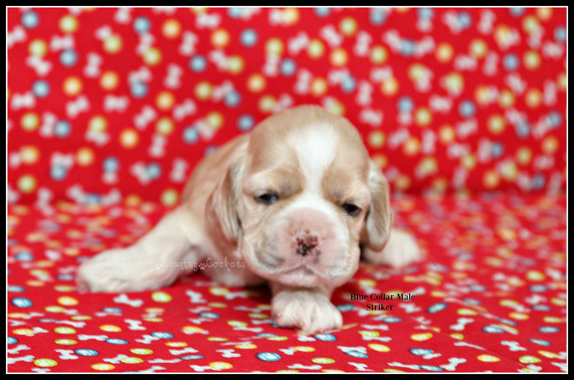 Striker Blue Collar Male – Cocker Spaniel puppy for sale in Altona, IL