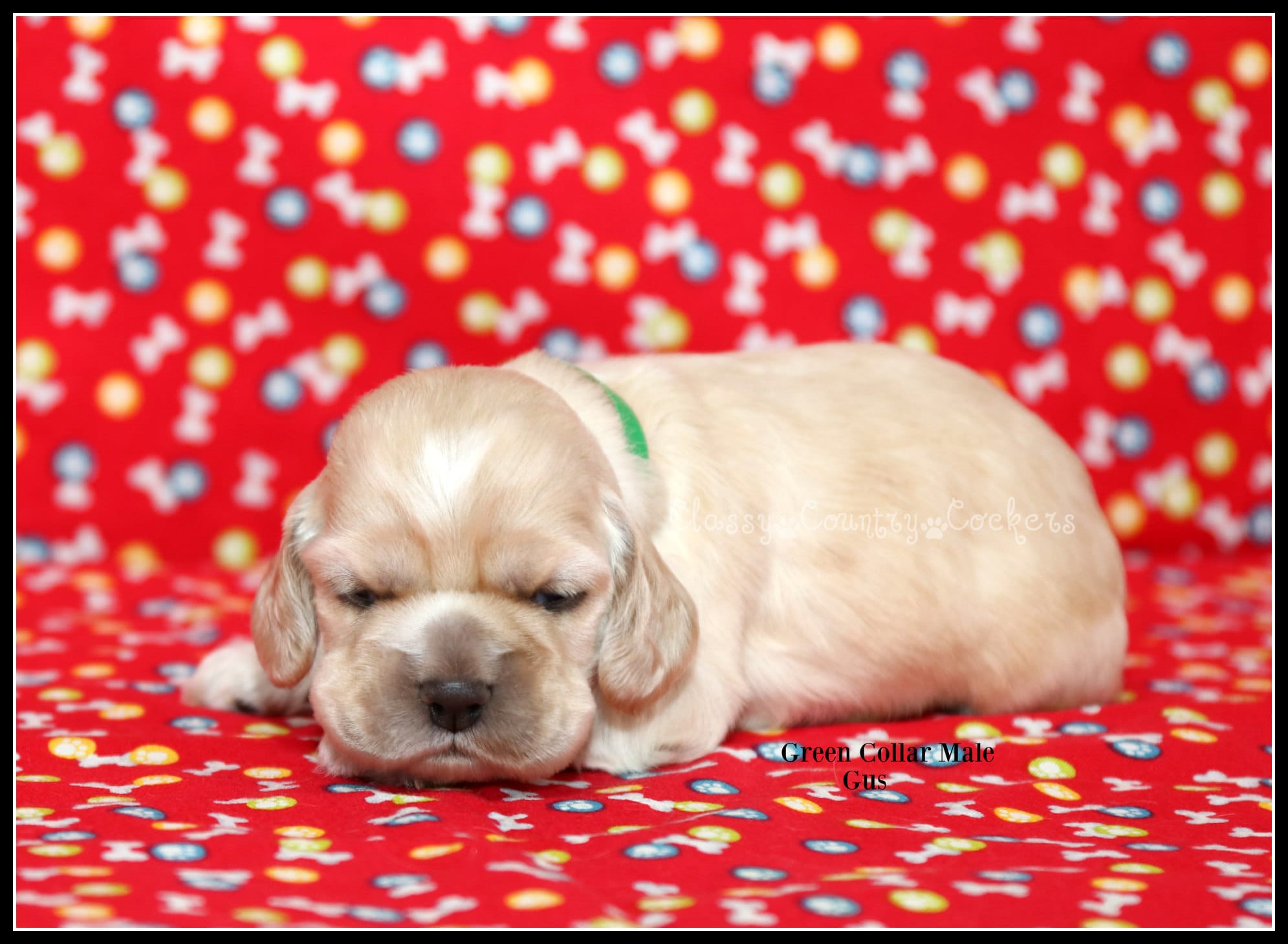 Gusty Green Collar – Cocker Spaniel puppy for sale in Altona, IL