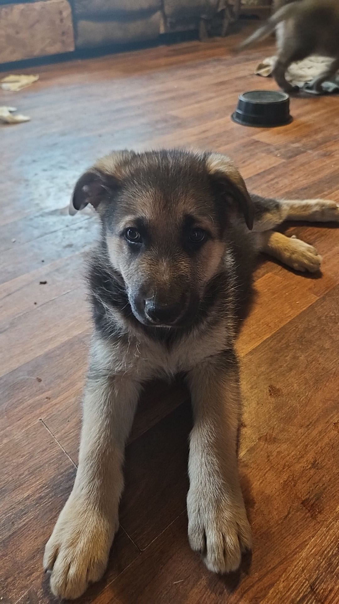 Waffle – German Shepherd Dog puppy for sale in Ryan, IA