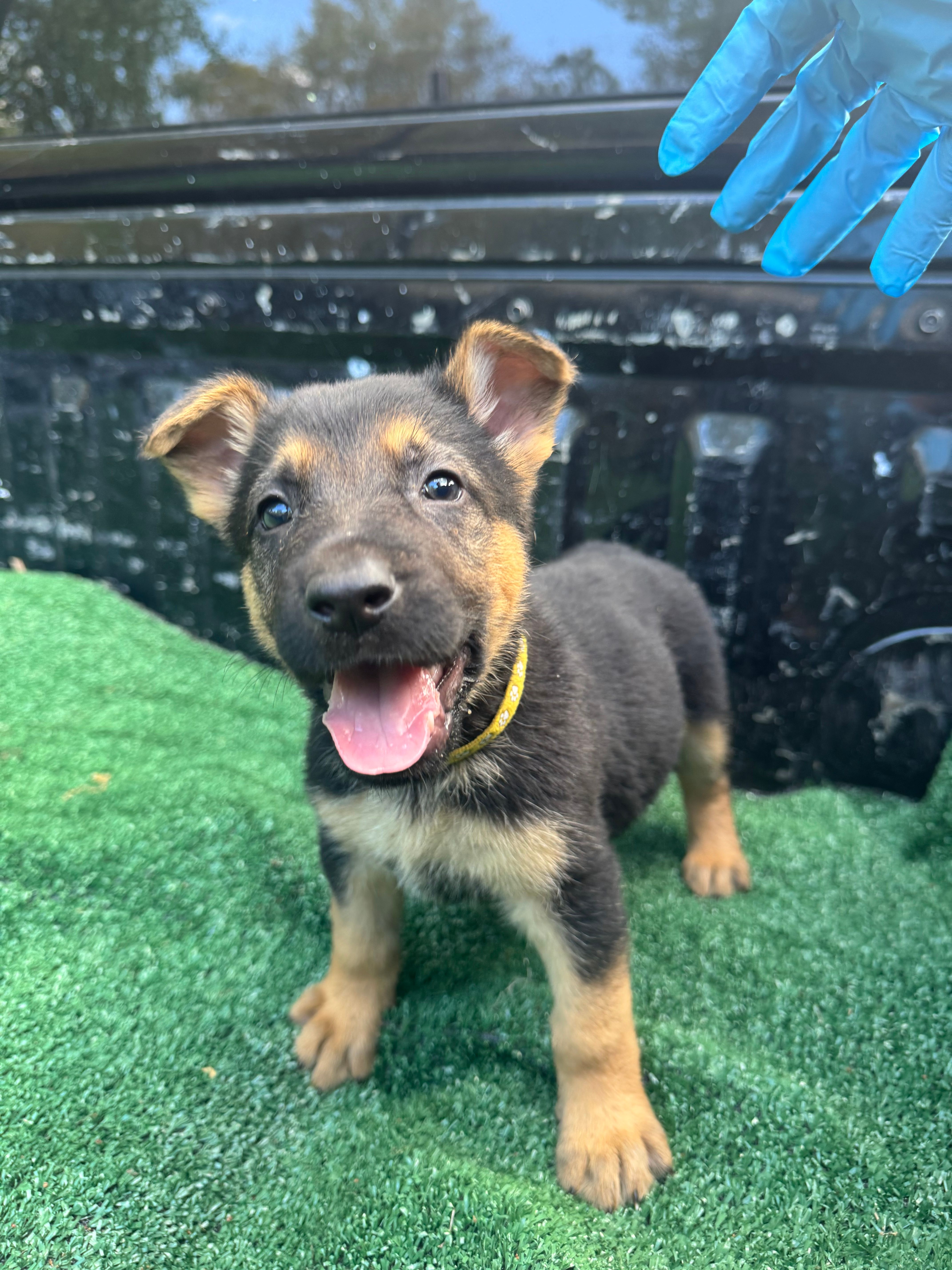 Yellow – German Shepherd Dog puppy for sale in Hawthorne, FL