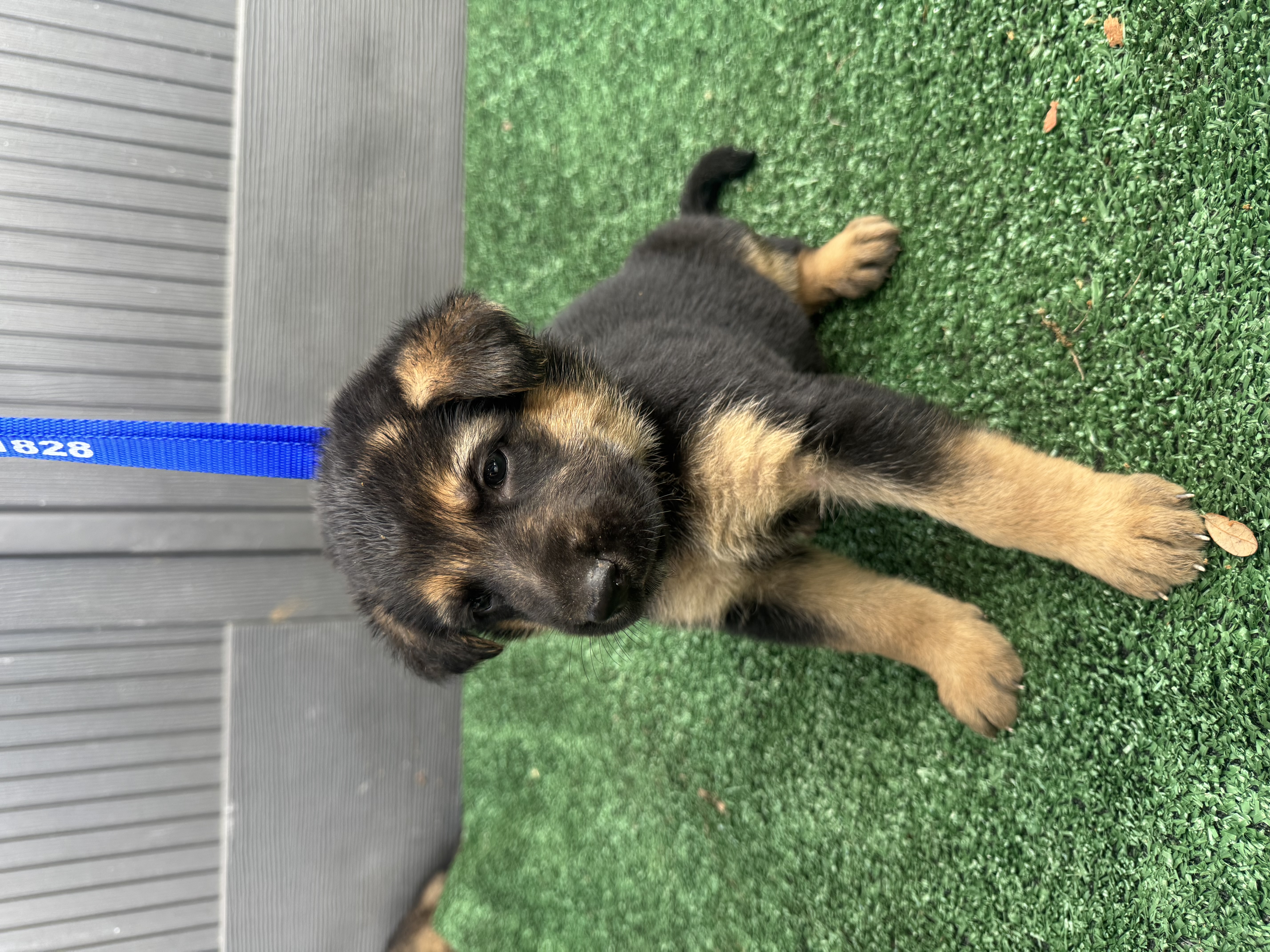 Pink – German Shepherd Dog puppy for sale in Hawthorne, FL