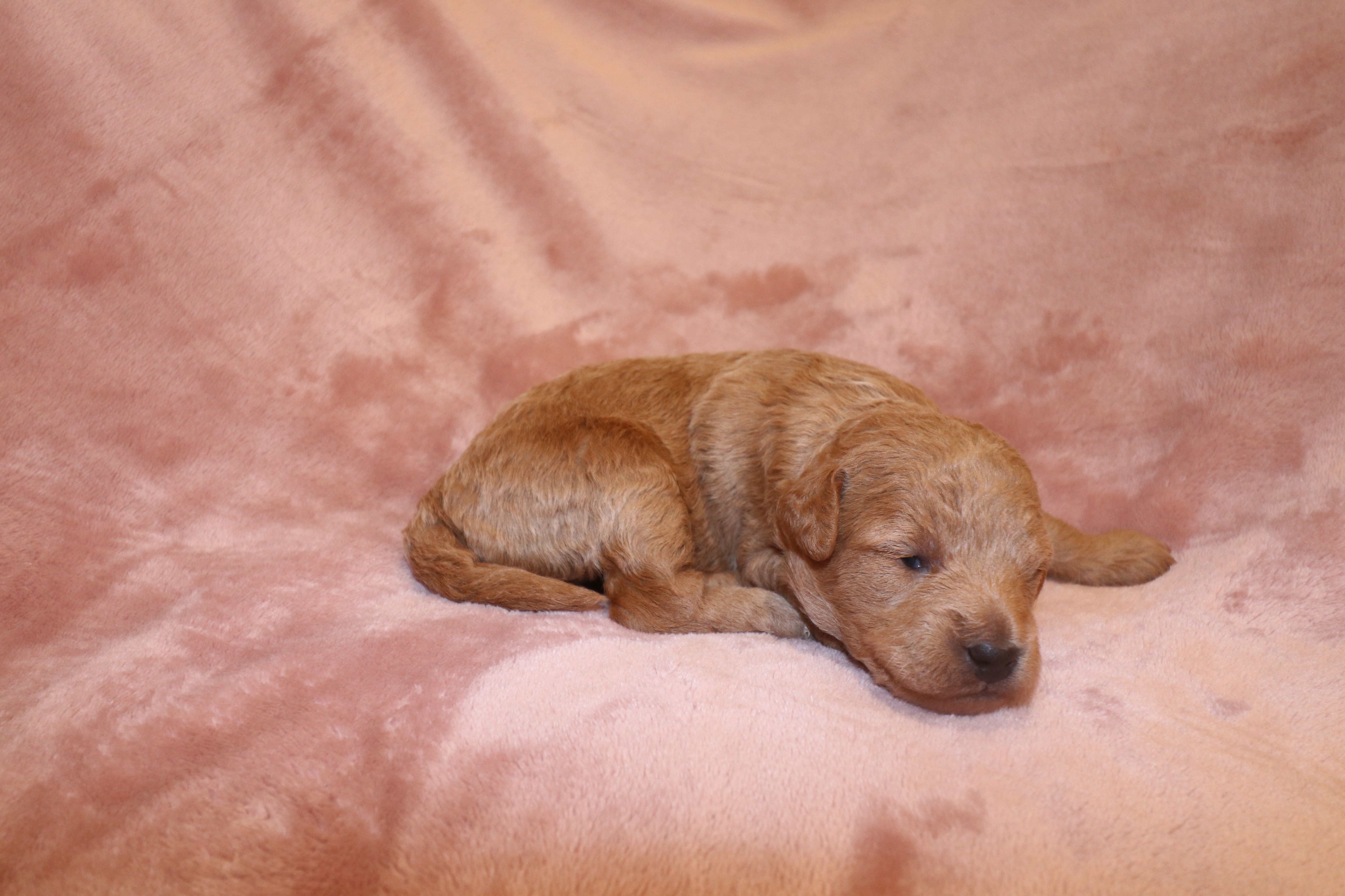 Ivory – Miniature Labradoodle puppy for sale in Bemidji, MN