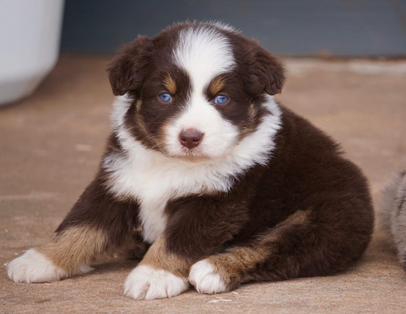 Red Tri Male w/tail – Miniature Australian Shepherd puppy for sale in Lawton, OK
