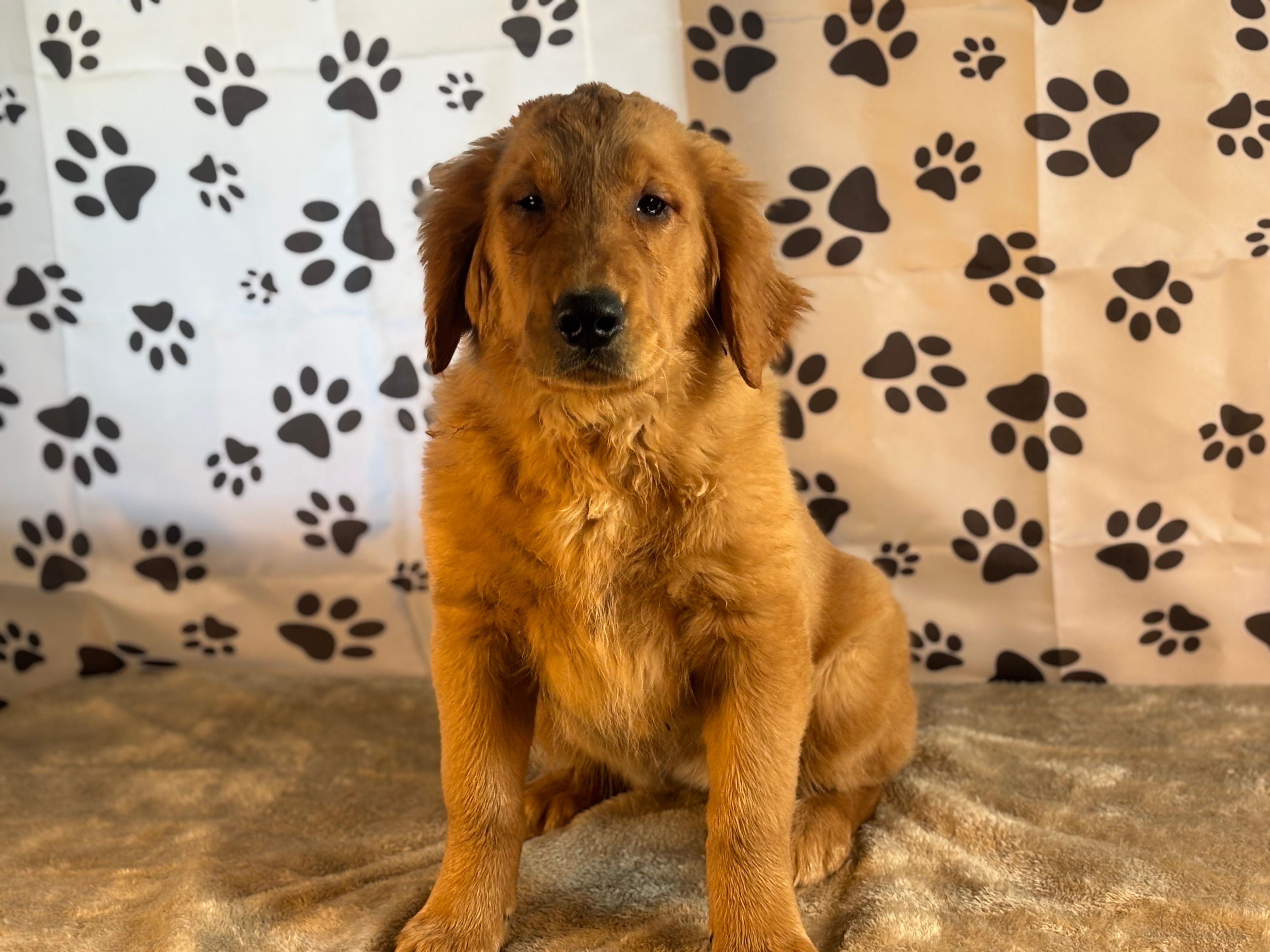 Jane – Golden Retriever puppy for sale in Grabill, IN