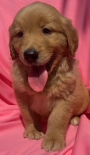 Ruby – Golden Retriever puppy for sale in Santa Ana, CA