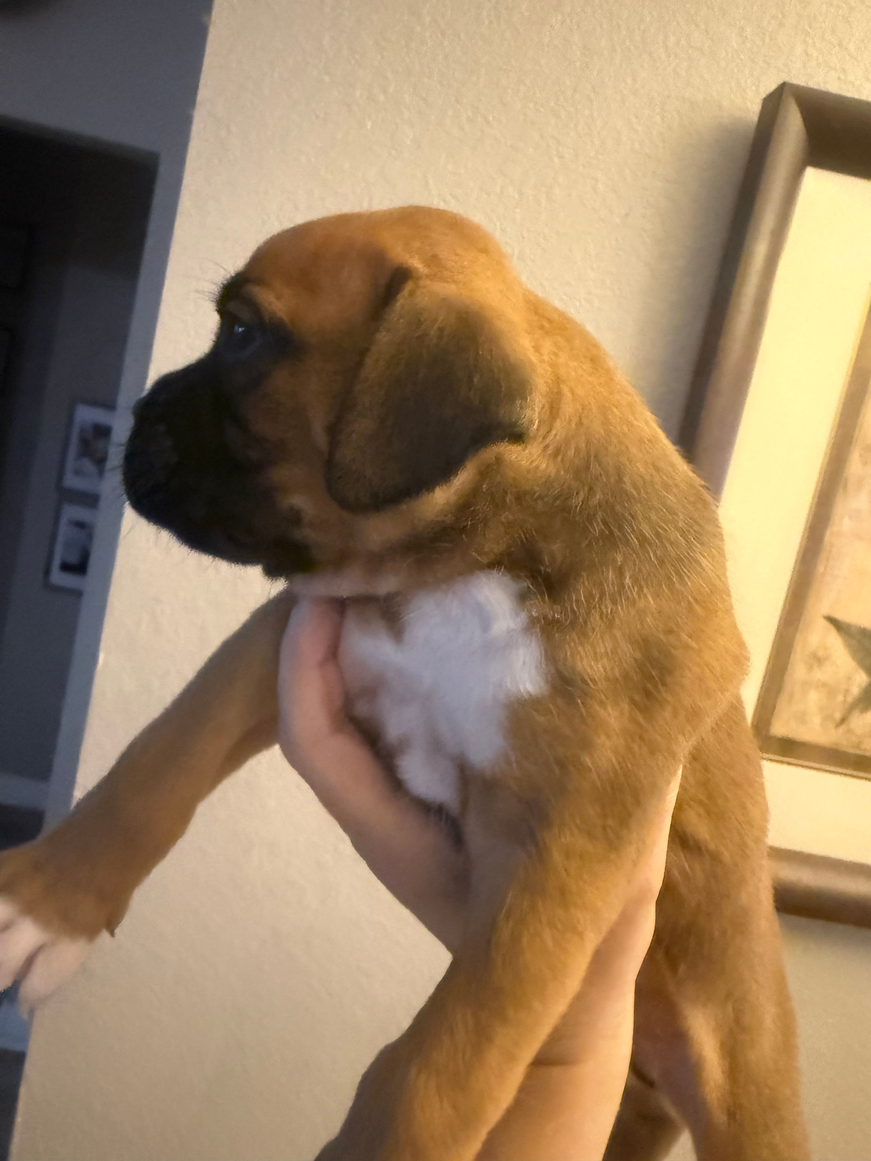Sam – Boxer puppy for sale in Naples, FL