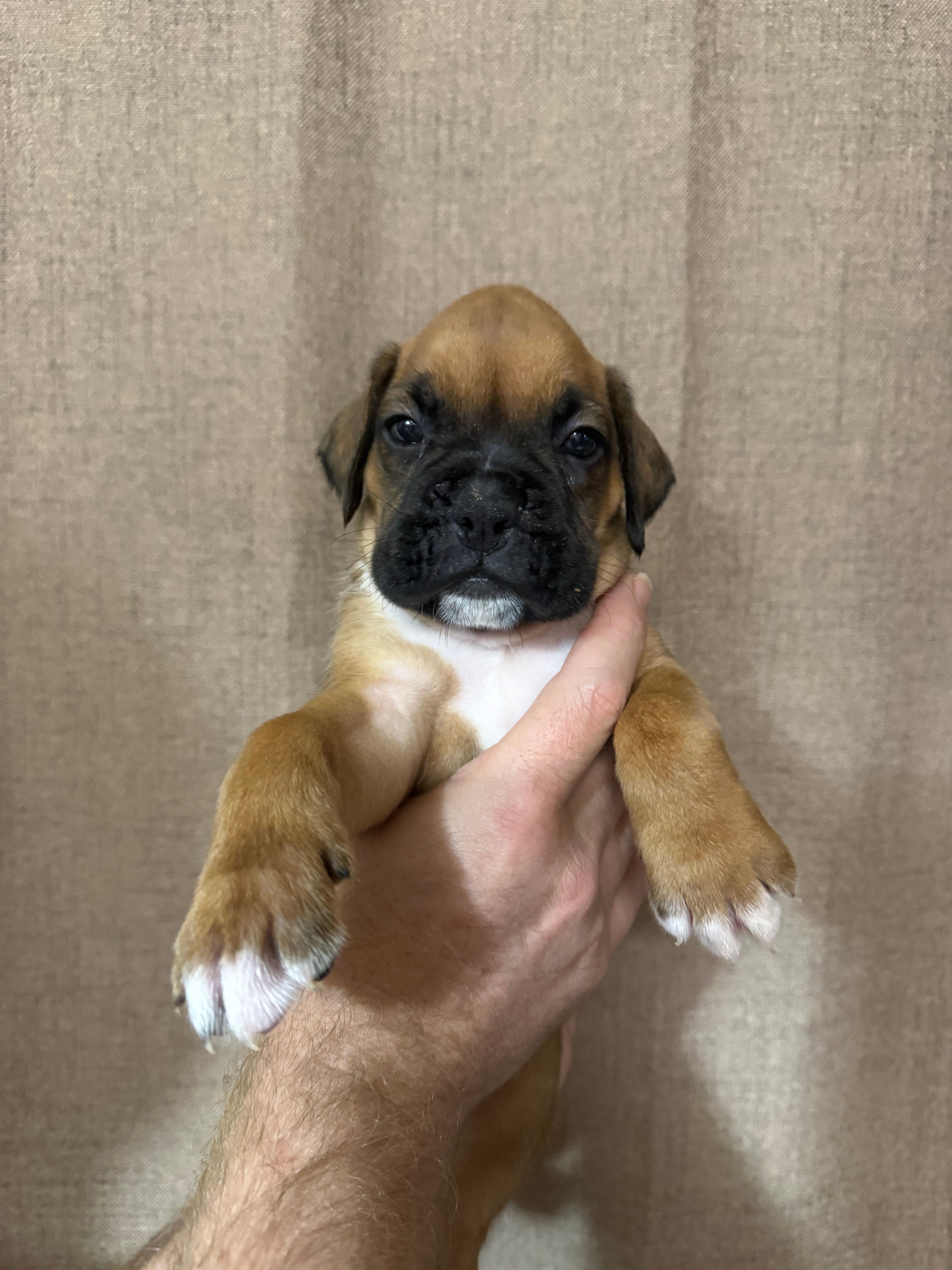 Lilly – Boxer puppy for sale in Naples, FL