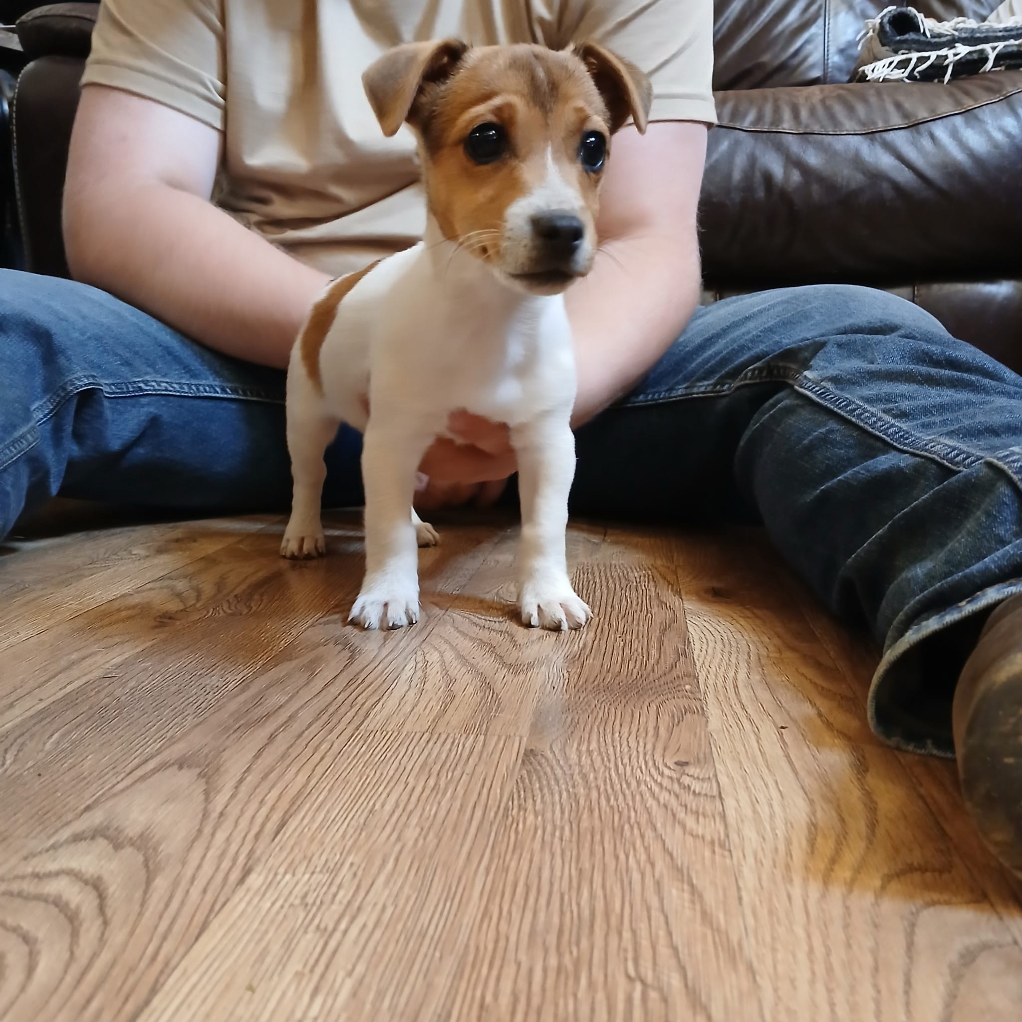 Zora m1 – Jack Russell Terrier puppy for sale in Lexington, VA