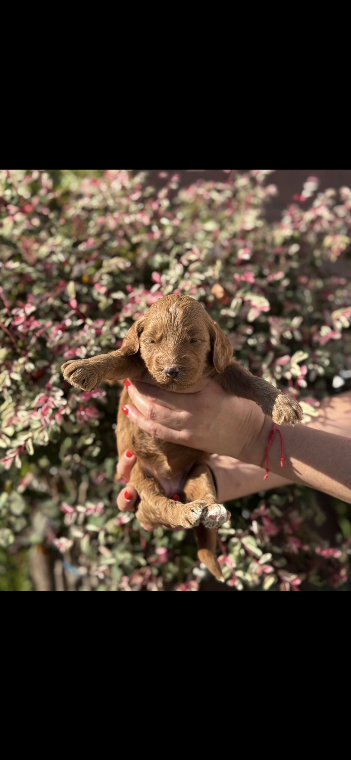 Goldendoodle – Goldendoodle puppy for sale in Los Angeles, CA
