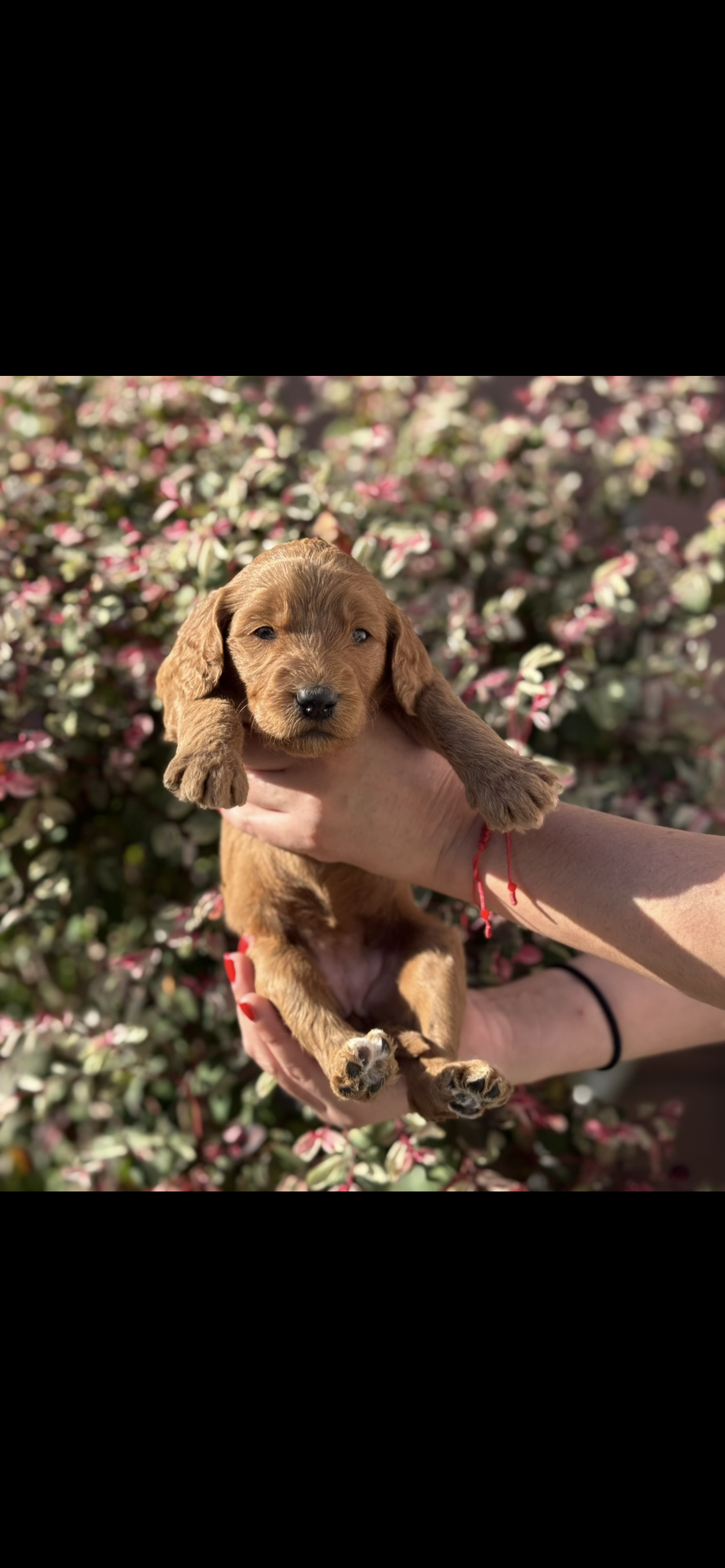 Goldendoodle  – Goldendoodle puppy for sale in Los Angeles, CA