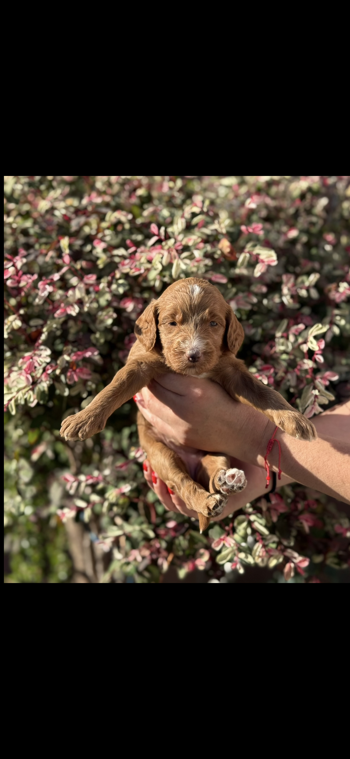 Goldendoodle  – Goldendoodle puppy for sale in Los Angeles, CA