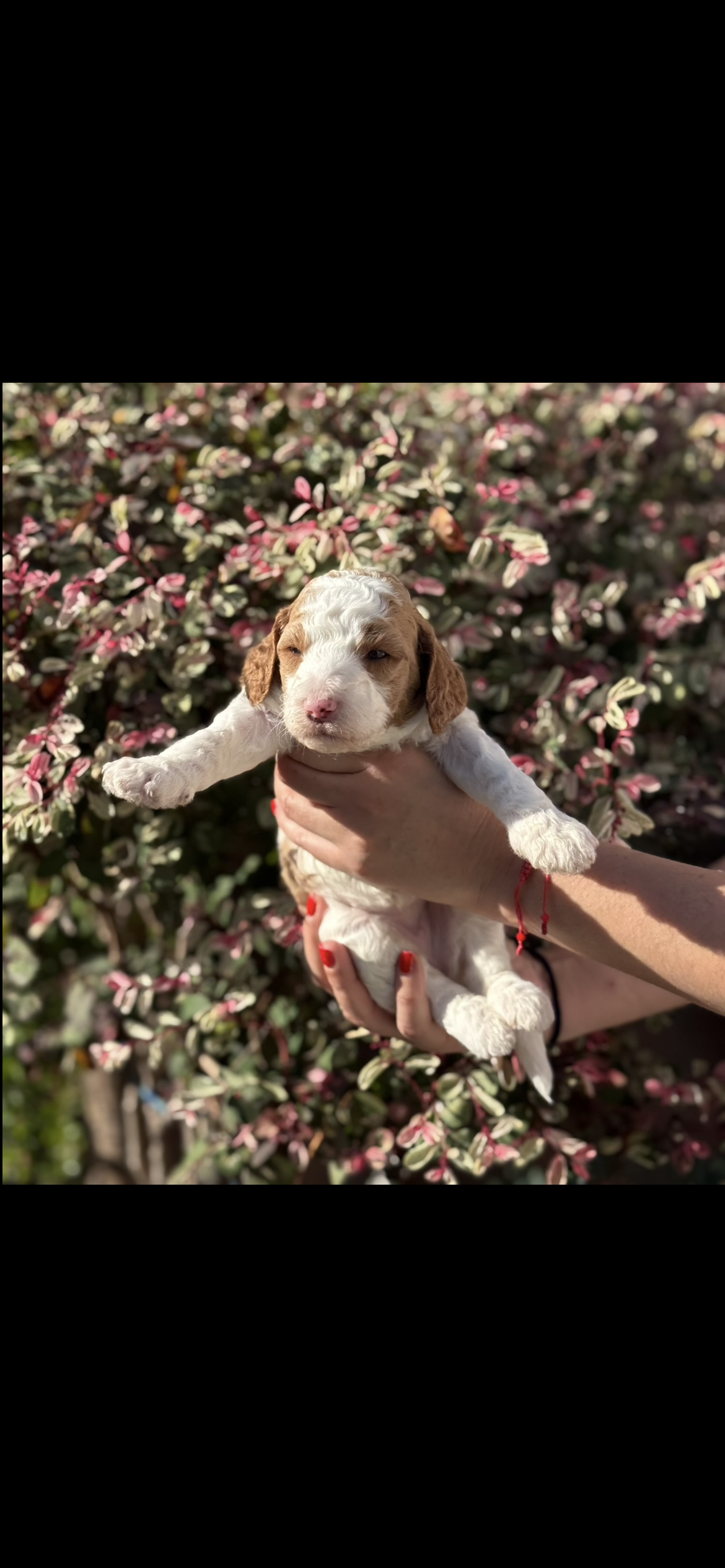 Goldendoodle  – Goldendoodle puppy for sale in Los Angeles, CA