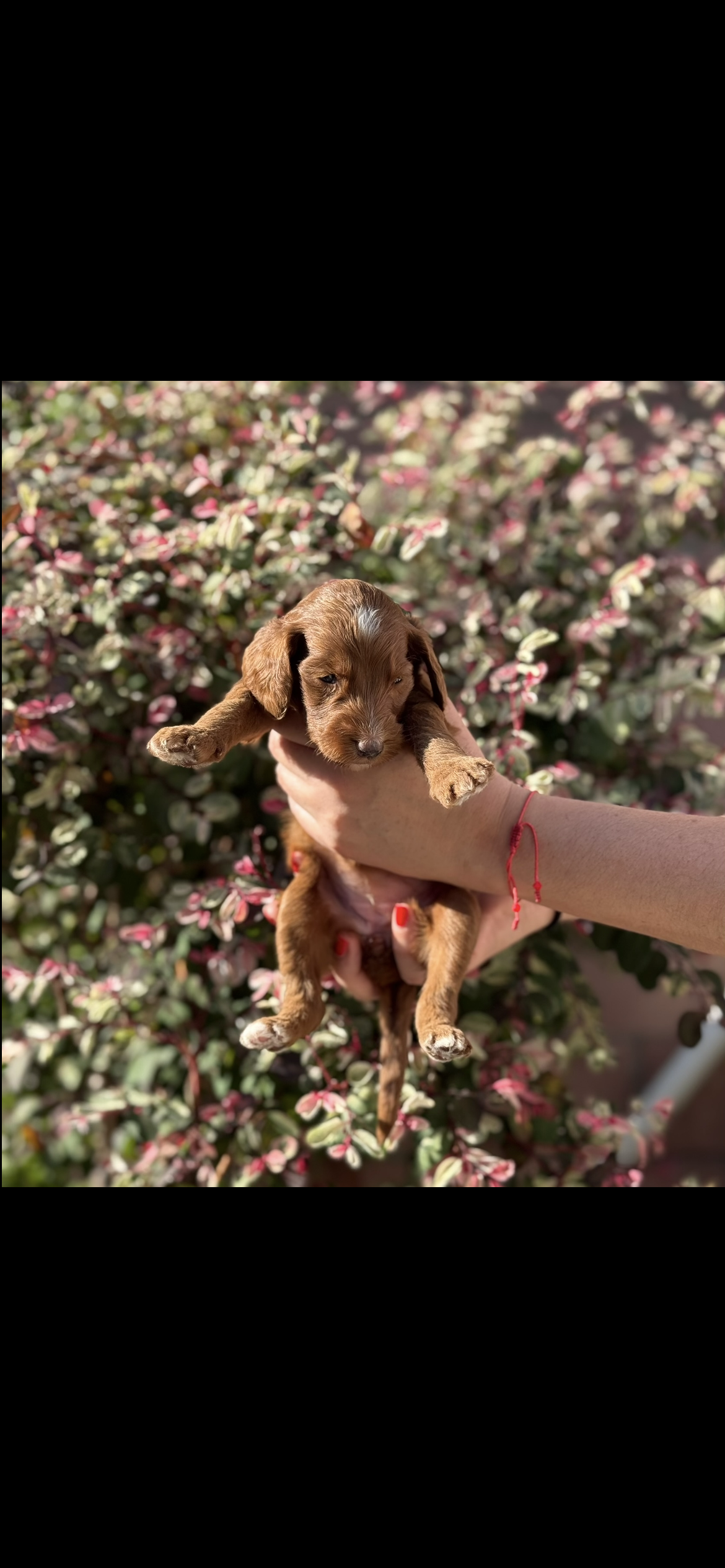 Goldendoodle – Goldendoodle puppy for sale in Los Angeles, CA