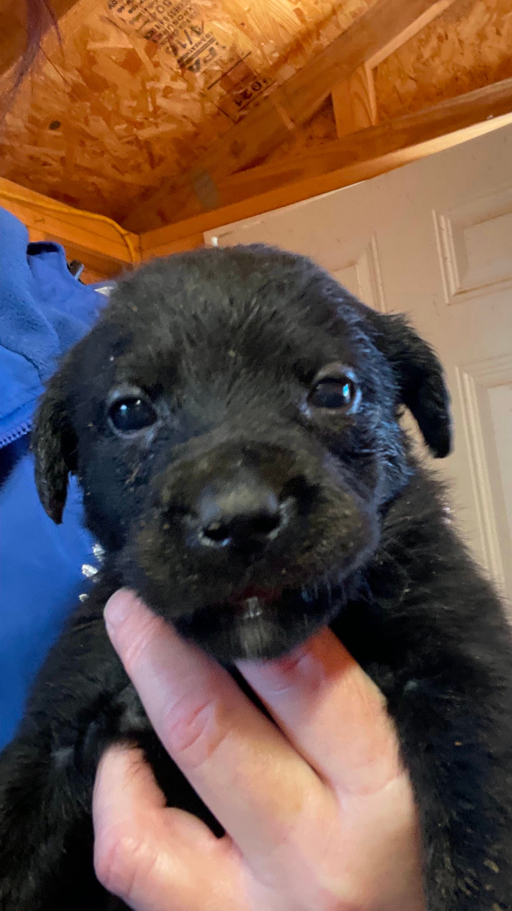 ROSIE  – Labrador Retriever puppy for sale in Johnston, IA