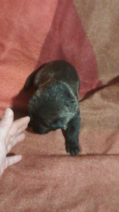 LAVENDER, a female Belgian Malinois and German Shepherd Dog for sale in Greensboro, NC – 2 of 5