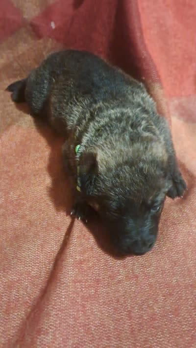 LIME, a female Belgian Malinois and German Shepherd Dog for sale in Greensboro, NC – 2 of 5