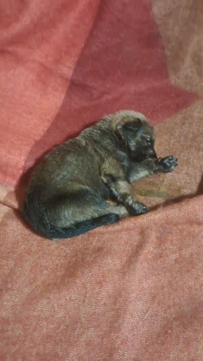 BROWN, a male Belgian Malinois and German Shepherd Dog for sale in Greensboro, NC – 2 of 6