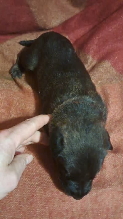 RED, a male Belgian Malinois and German Shepherd Dog for sale in Greensboro, NC – 2 of 5