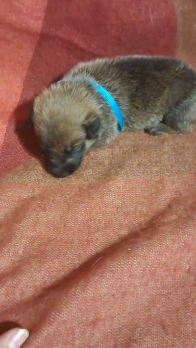 CAROLINA BLUE, a female Belgian Malinois and German Shepherd Dog for sale in Greensboro, NC – 2 of 5