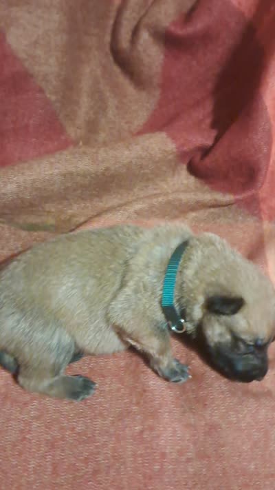 GREEN, a male Belgian Malinois and German Shepherd Dog for sale in Greensboro, NC – 2 of 5