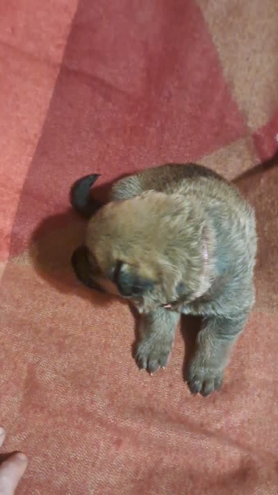 PINK, a female Belgian Malinois and German Shepherd Dog for sale in Greensboro, NC – 2 of 5