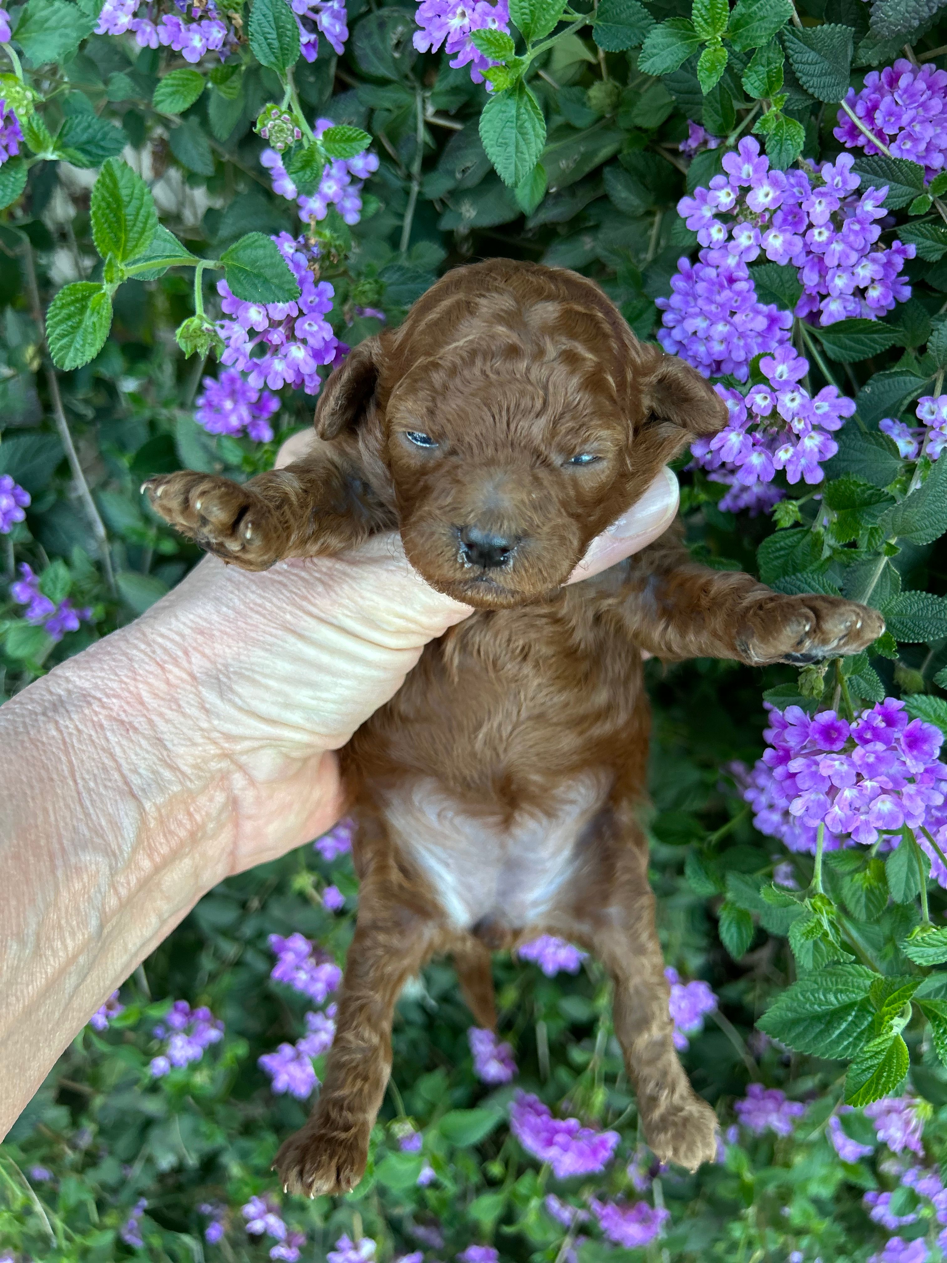 Girl – Poodle - Toy  puppy for sale in Sacramento, CA