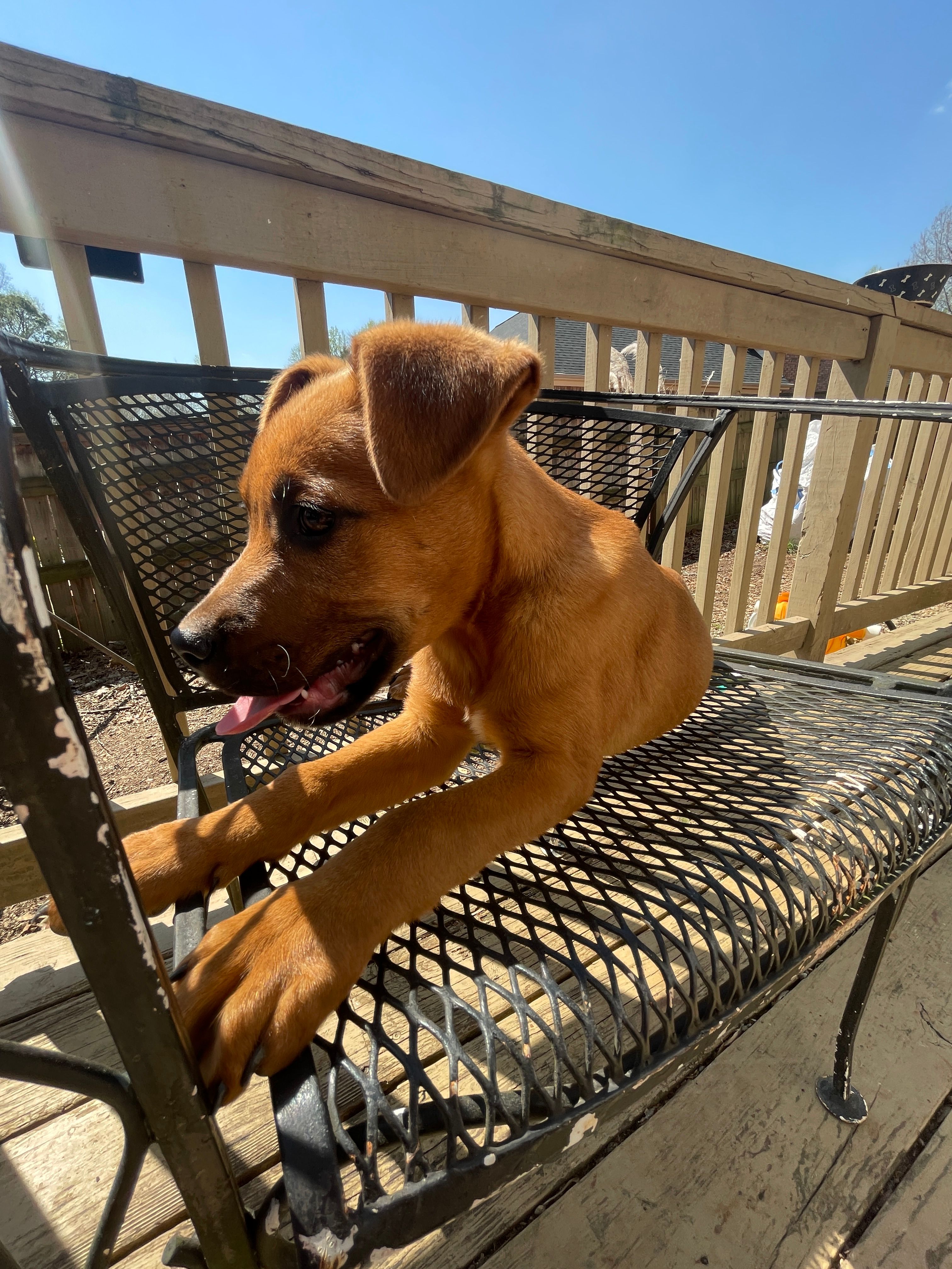 Timmy  – Belgian Shepherd Dog puppy for sale in Powder Springs, GA