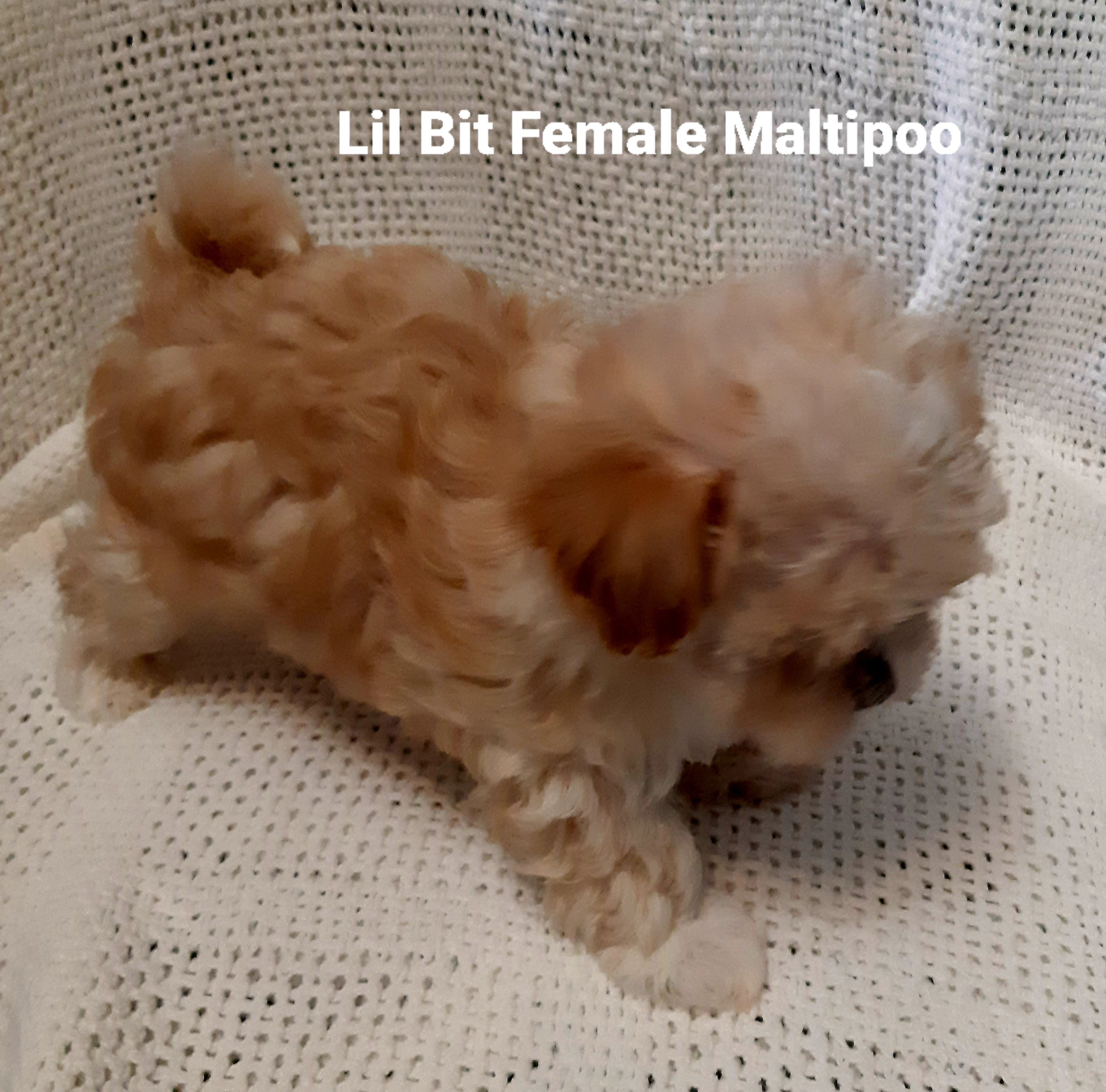 Lil Bit – Maltipoo puppy for sale in Muse, OK