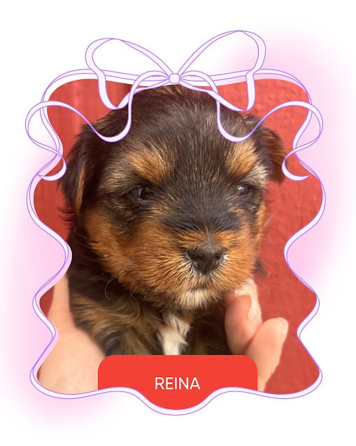 Reina – Yorkshire Terrier puppy for sale in Shenandoah, IA