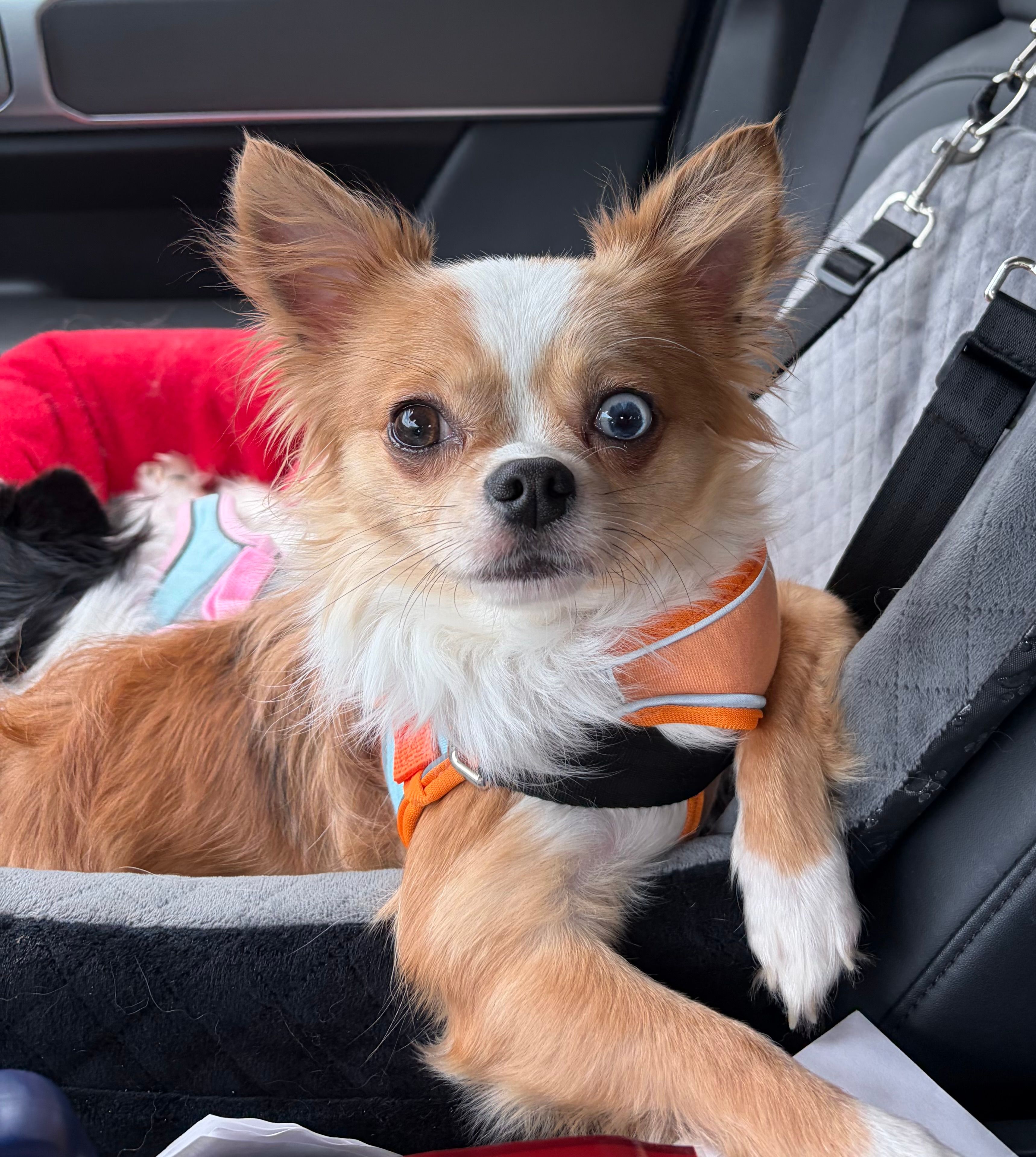 Benjamin – Chihuahua puppy for sale in Franklin, NC