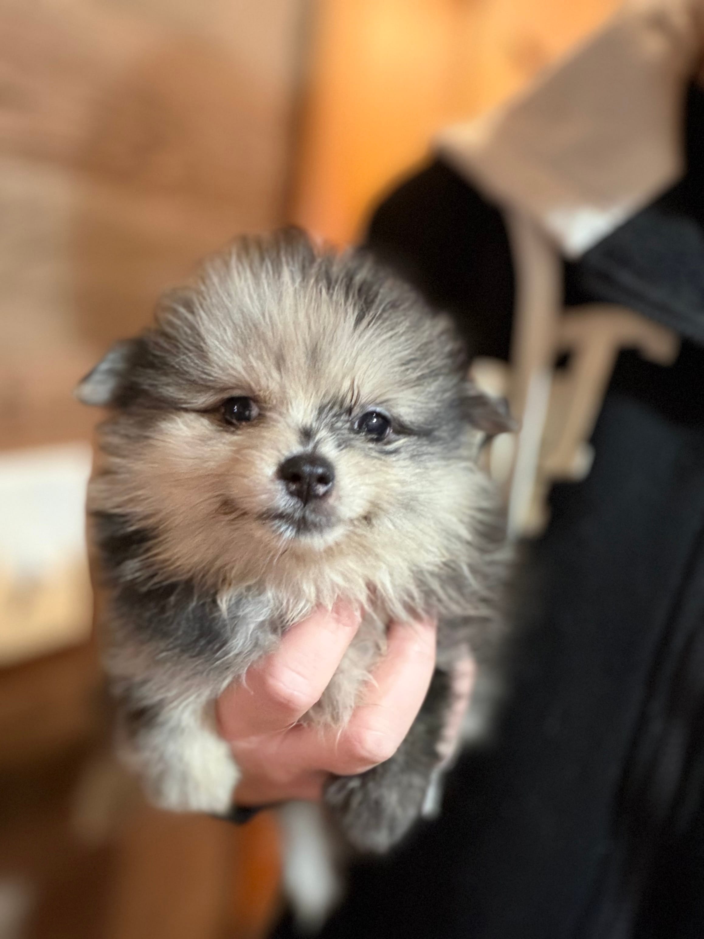 Marcel – Pomeranian puppy for sale in Franklin, NC