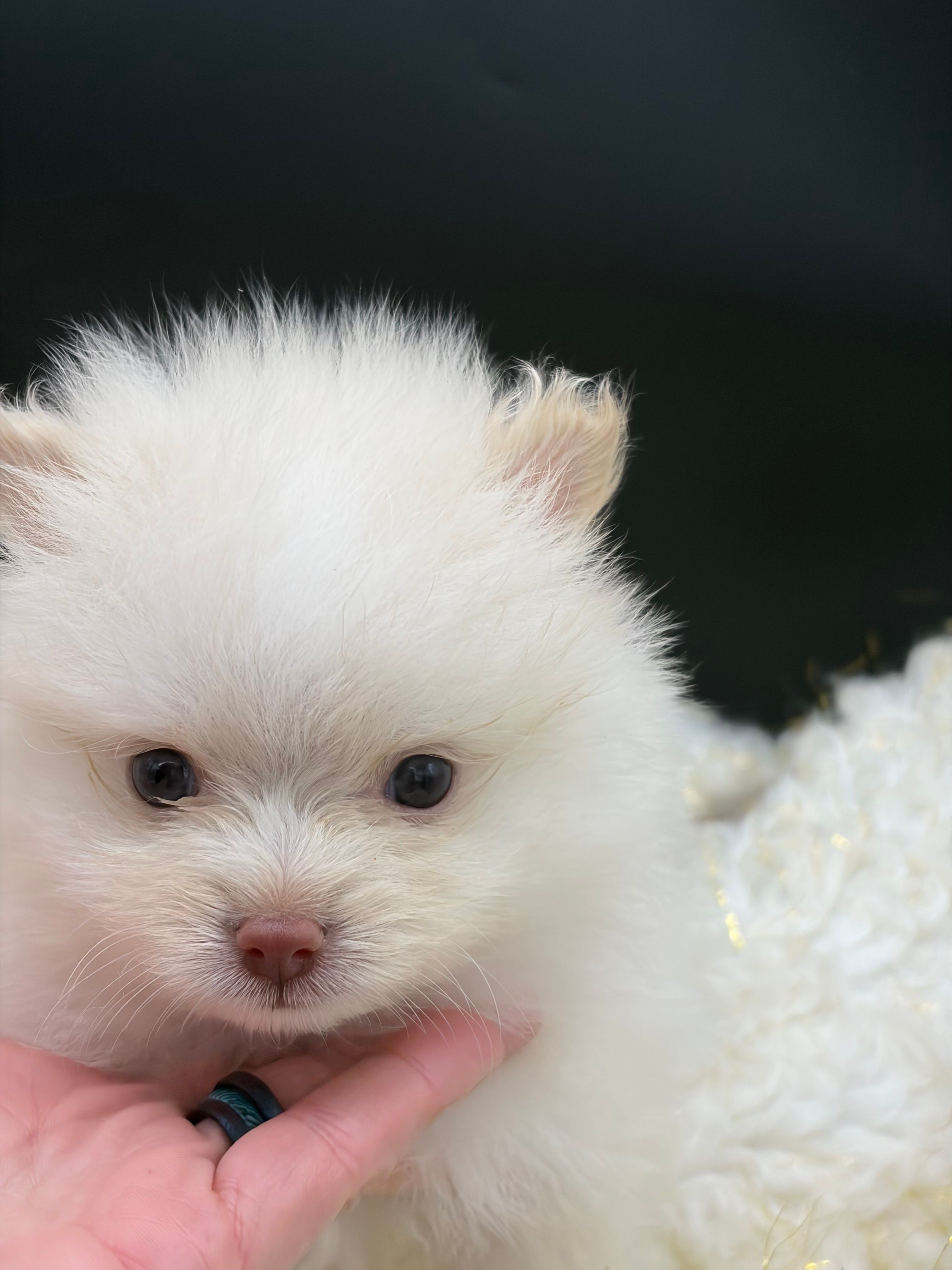 Yetti – Pomeranian puppy for sale in Franklin, NC